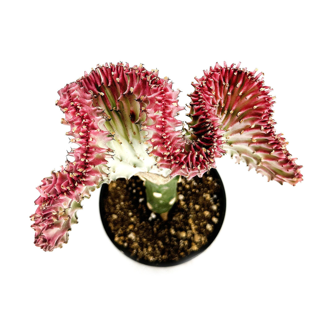 Euphorbia lactea crest 'Coral Cactus'