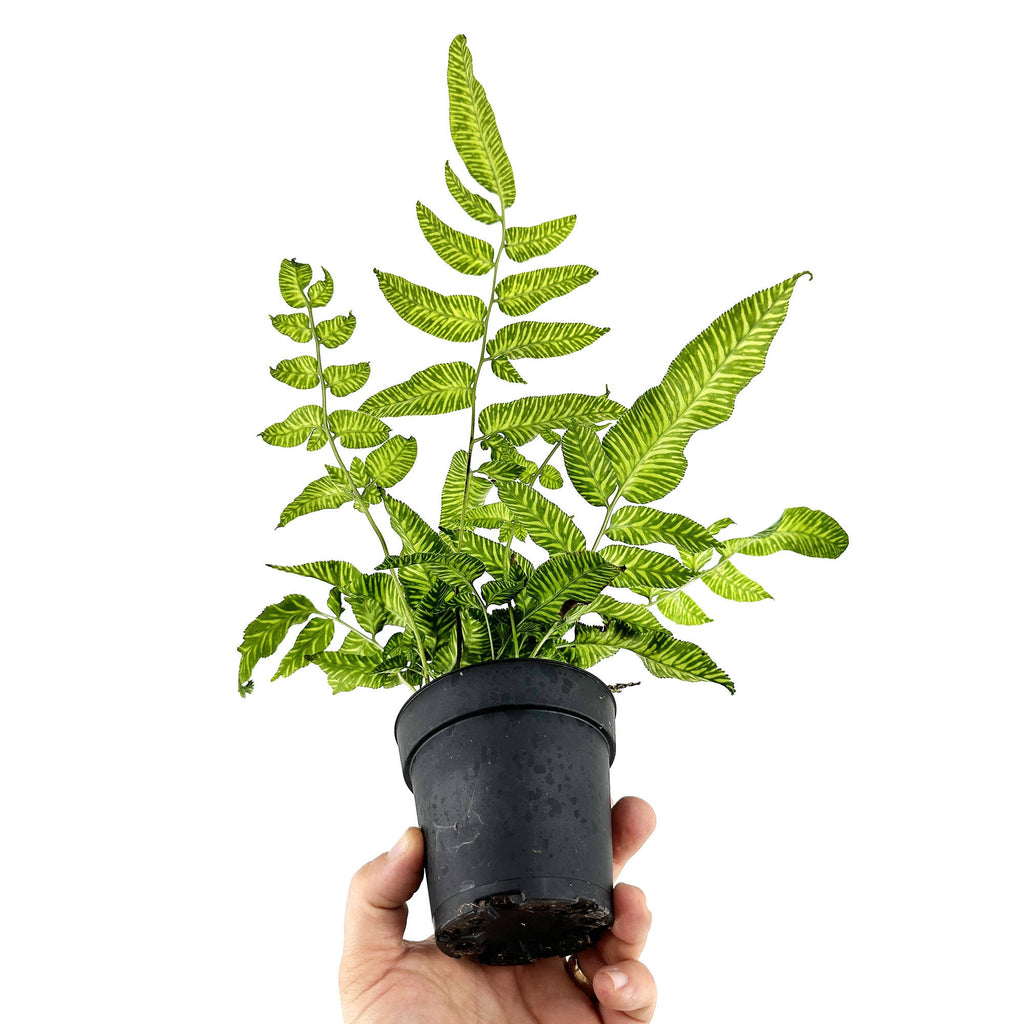 Coniogramme emeiensis 'Golden Zebra Fern'