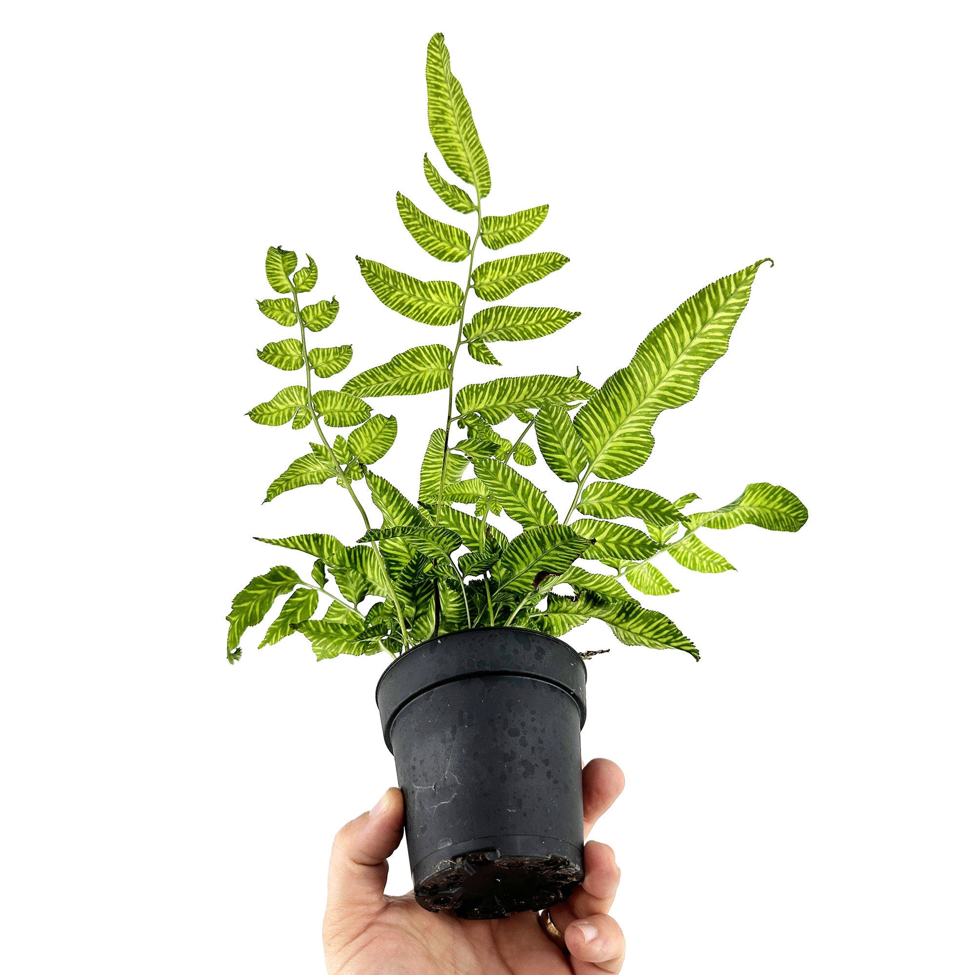 Coniogramme emeiensis 'Golden Zebra Fern'