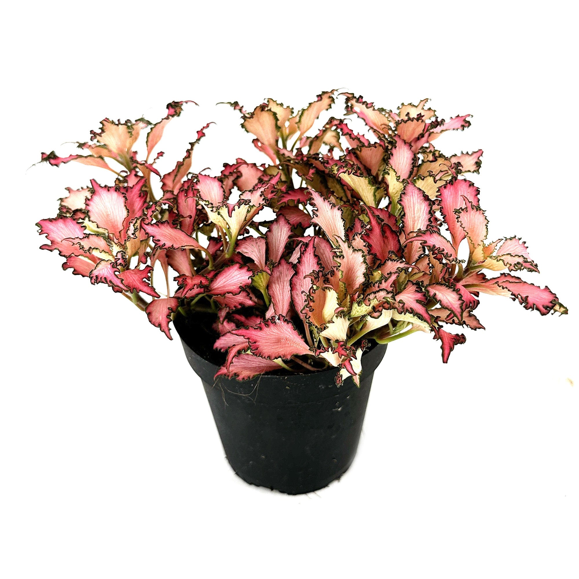 Fittonia albivenis 'Frankie' Nerve Plant