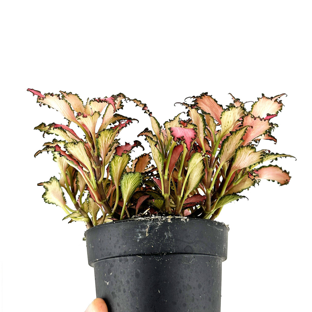 Fittonia albivenis 'Frankie' Nerve Plant
