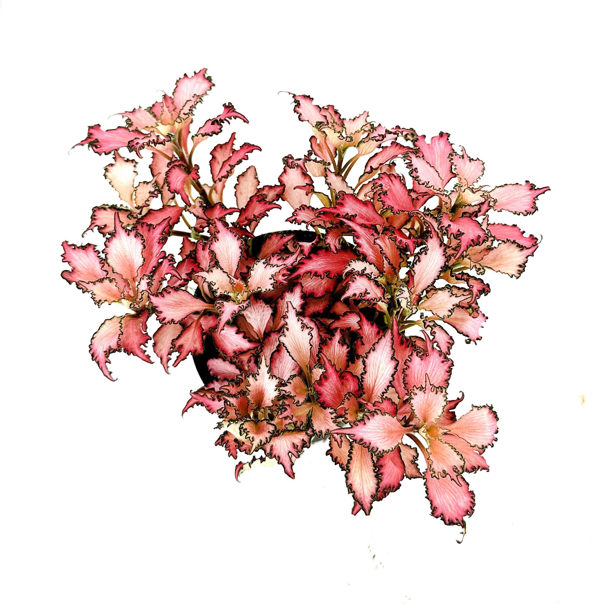 Fittonia albivenis 'Frankie' Nerve Plant