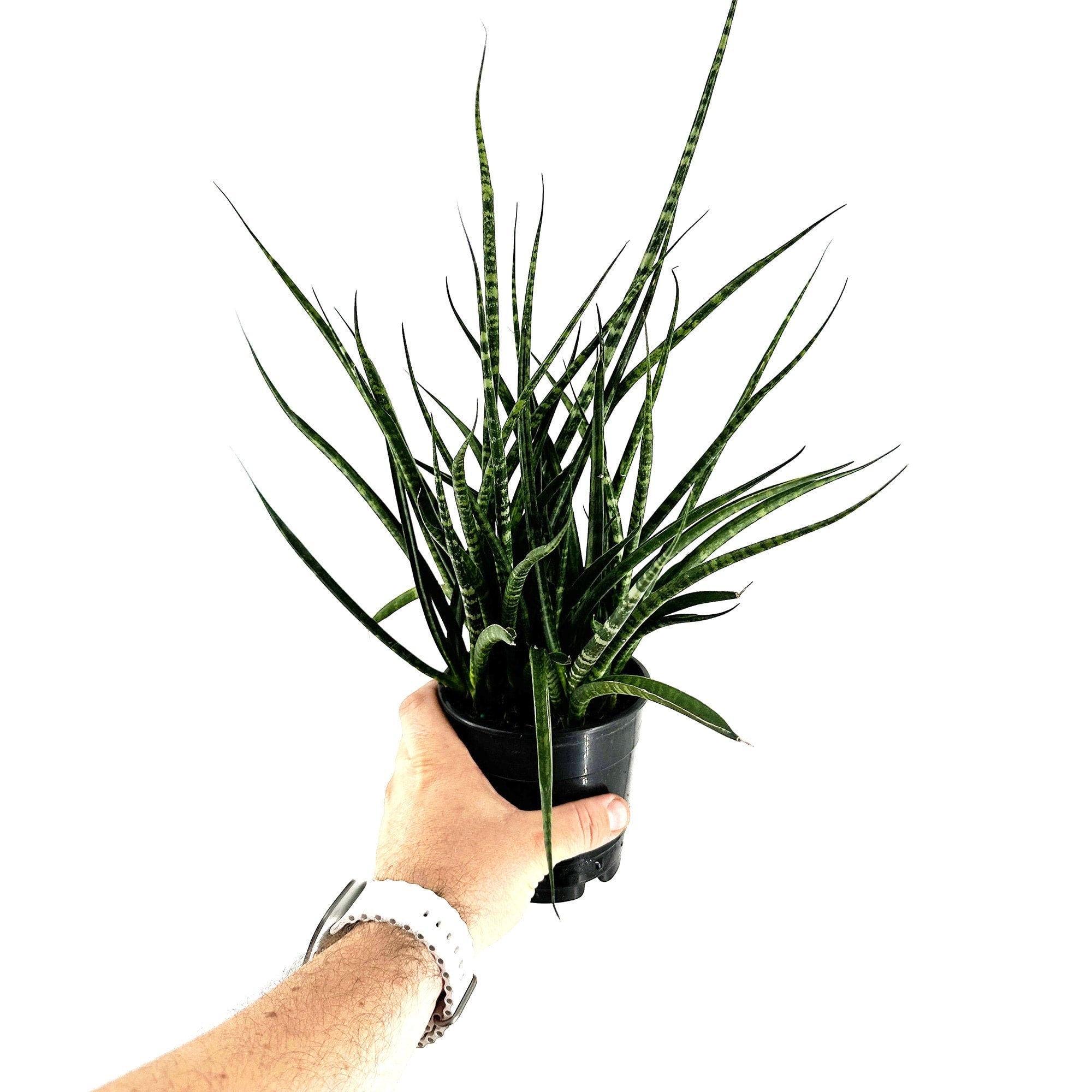 Sansevieria Fernwood Mikado