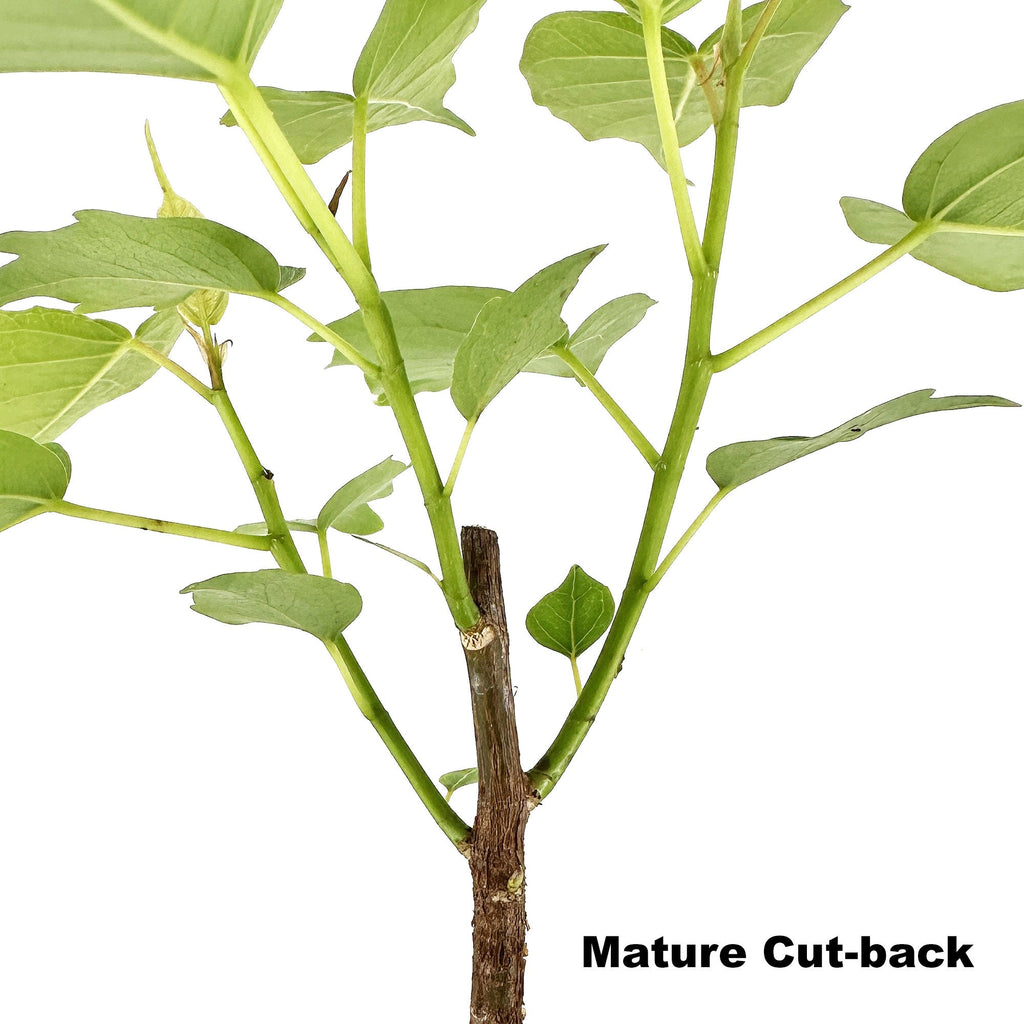 Ficus religiosa 'Bodhi Tree'