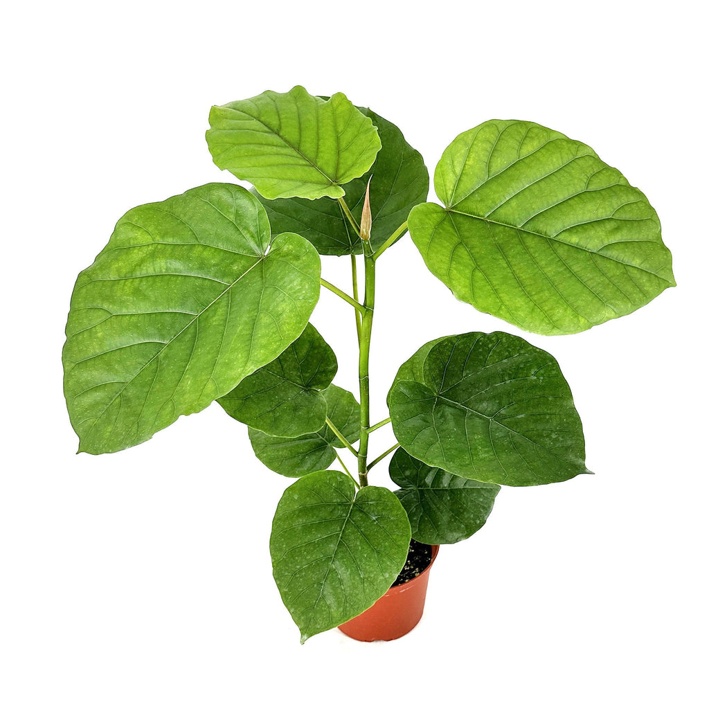 Ficus umbellata 'Umbrella Fig'