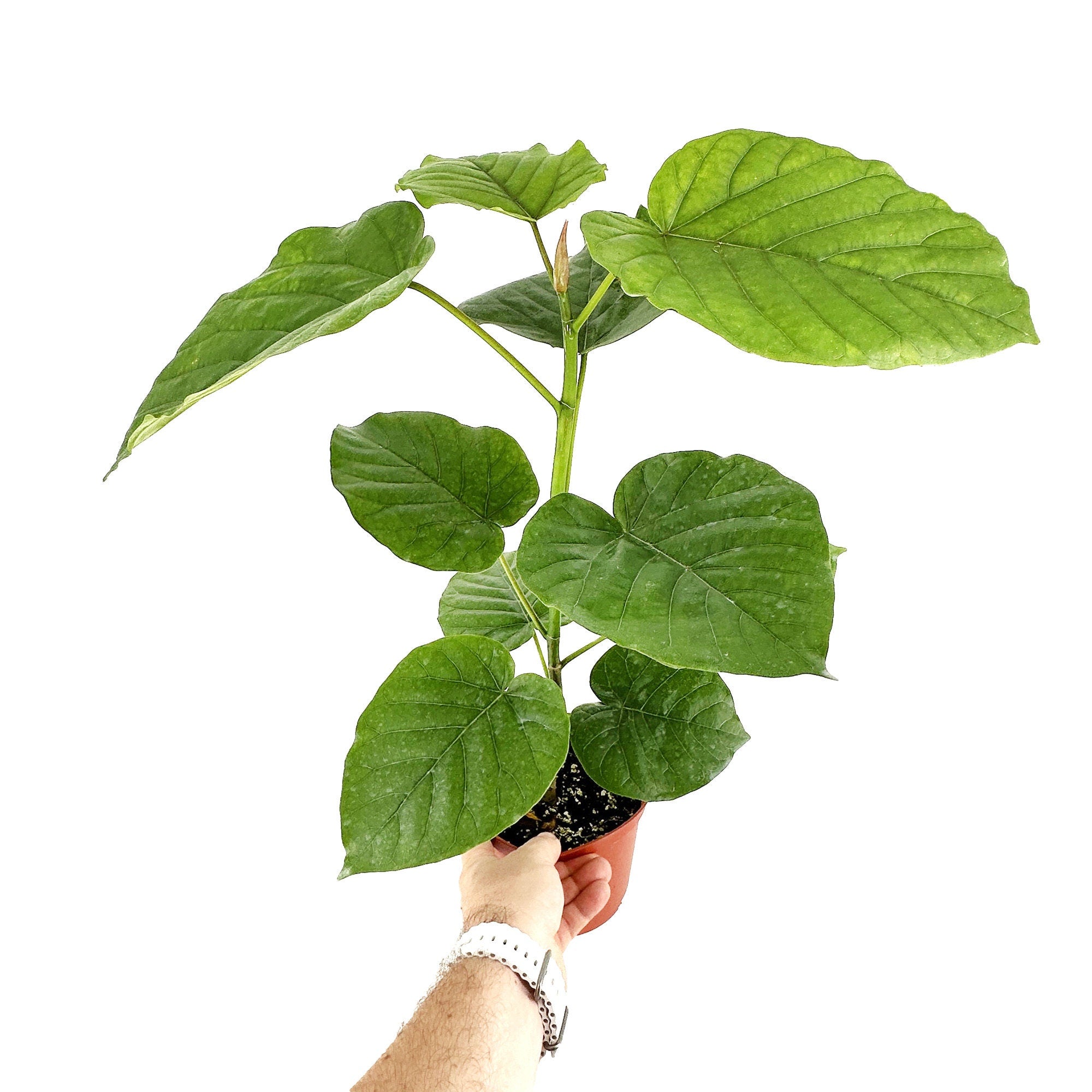 Ficus umbellata 'Umbrella Fig'
