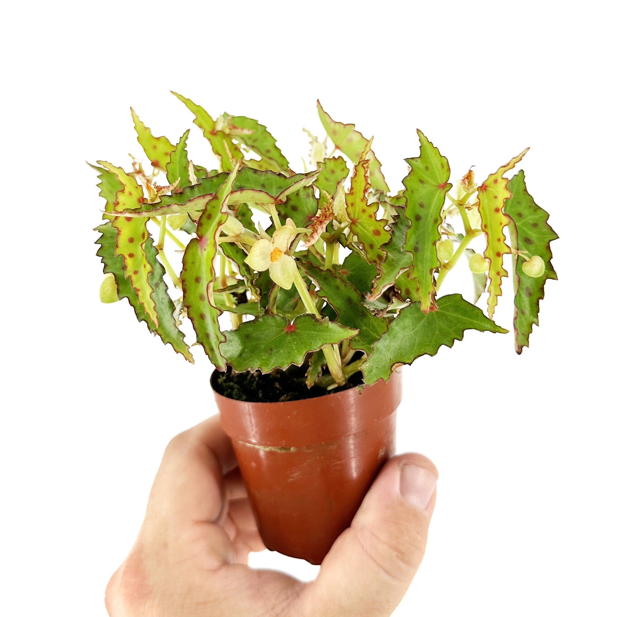 Begonia amphioxus