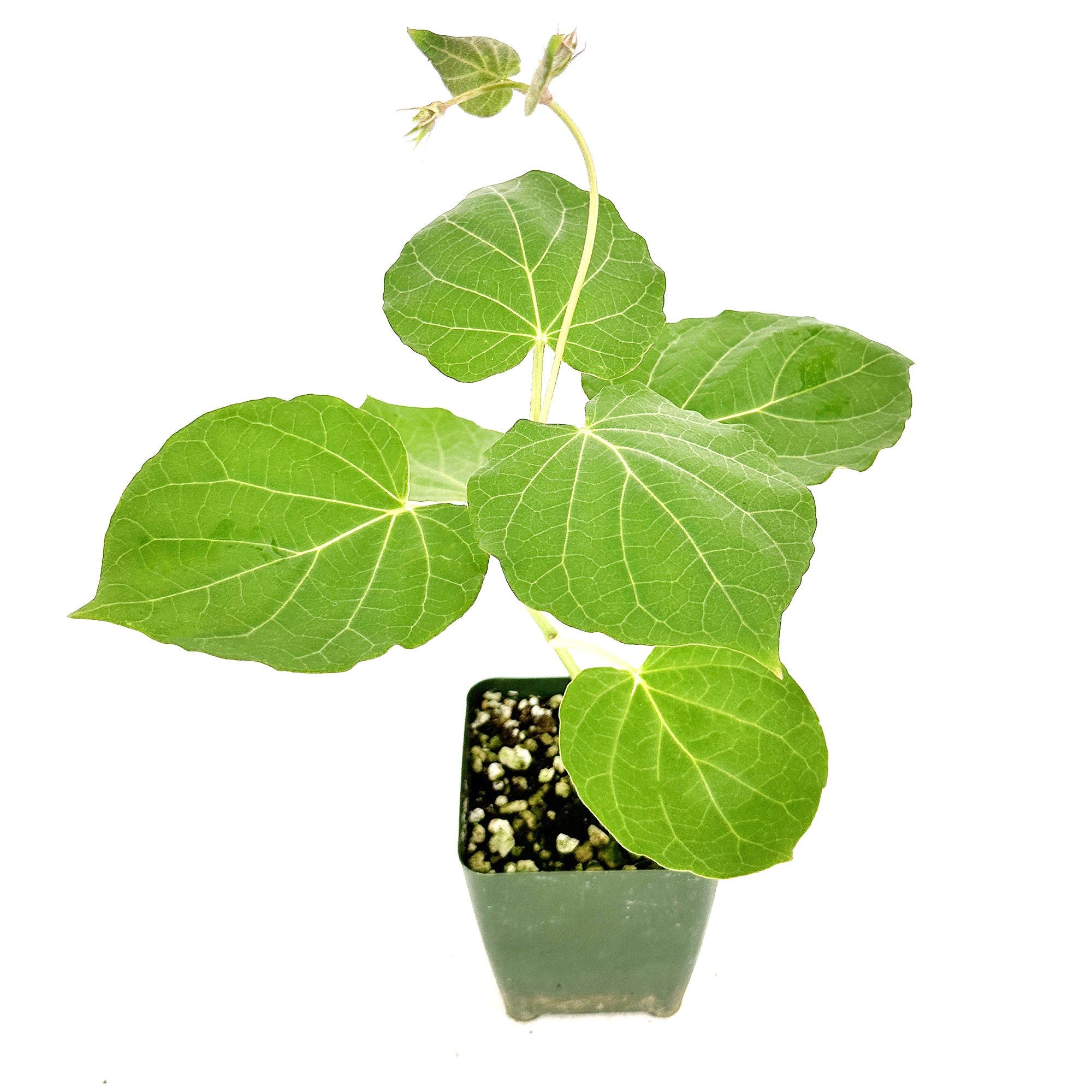 Matelea cyclophylla