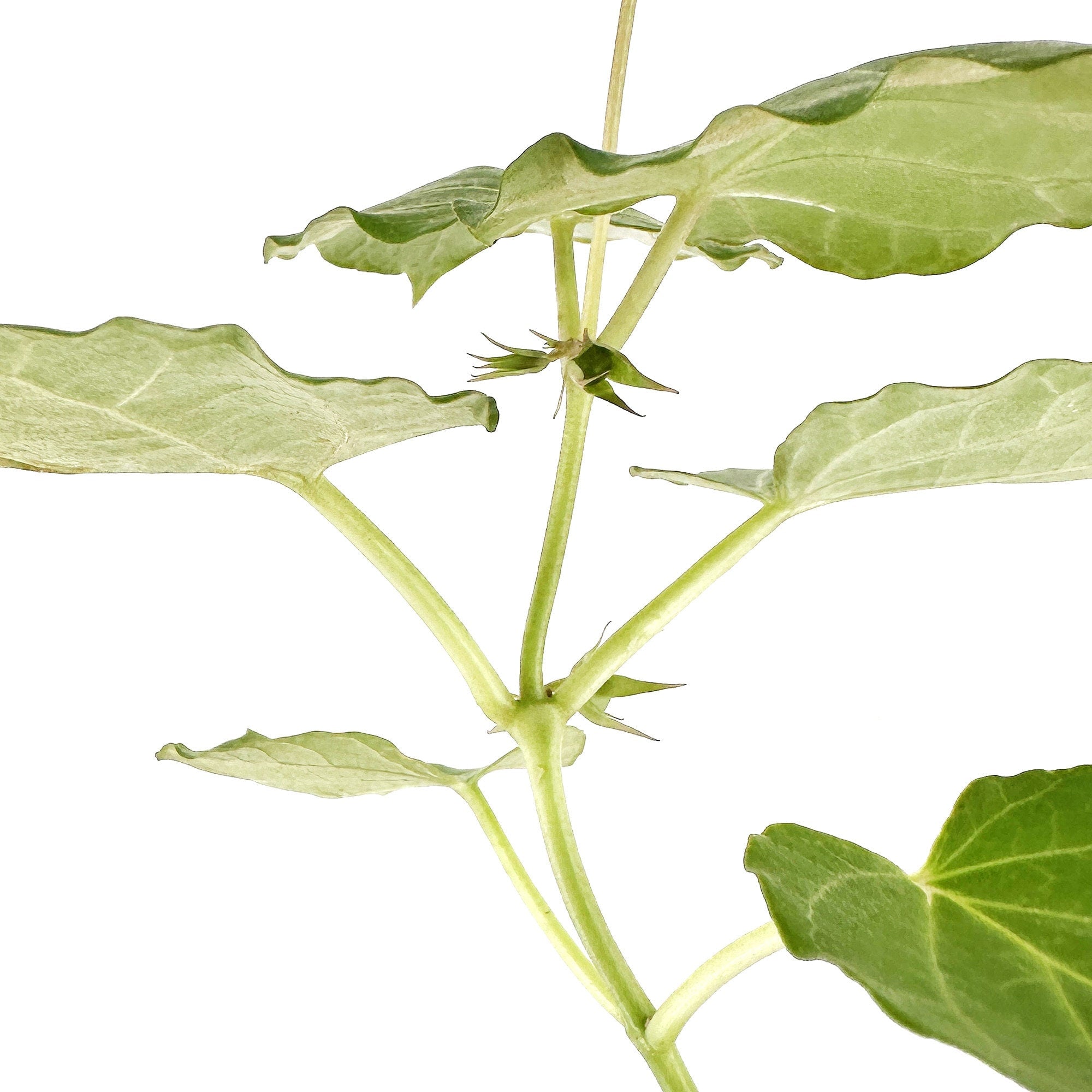 Matelea cyclophylla
