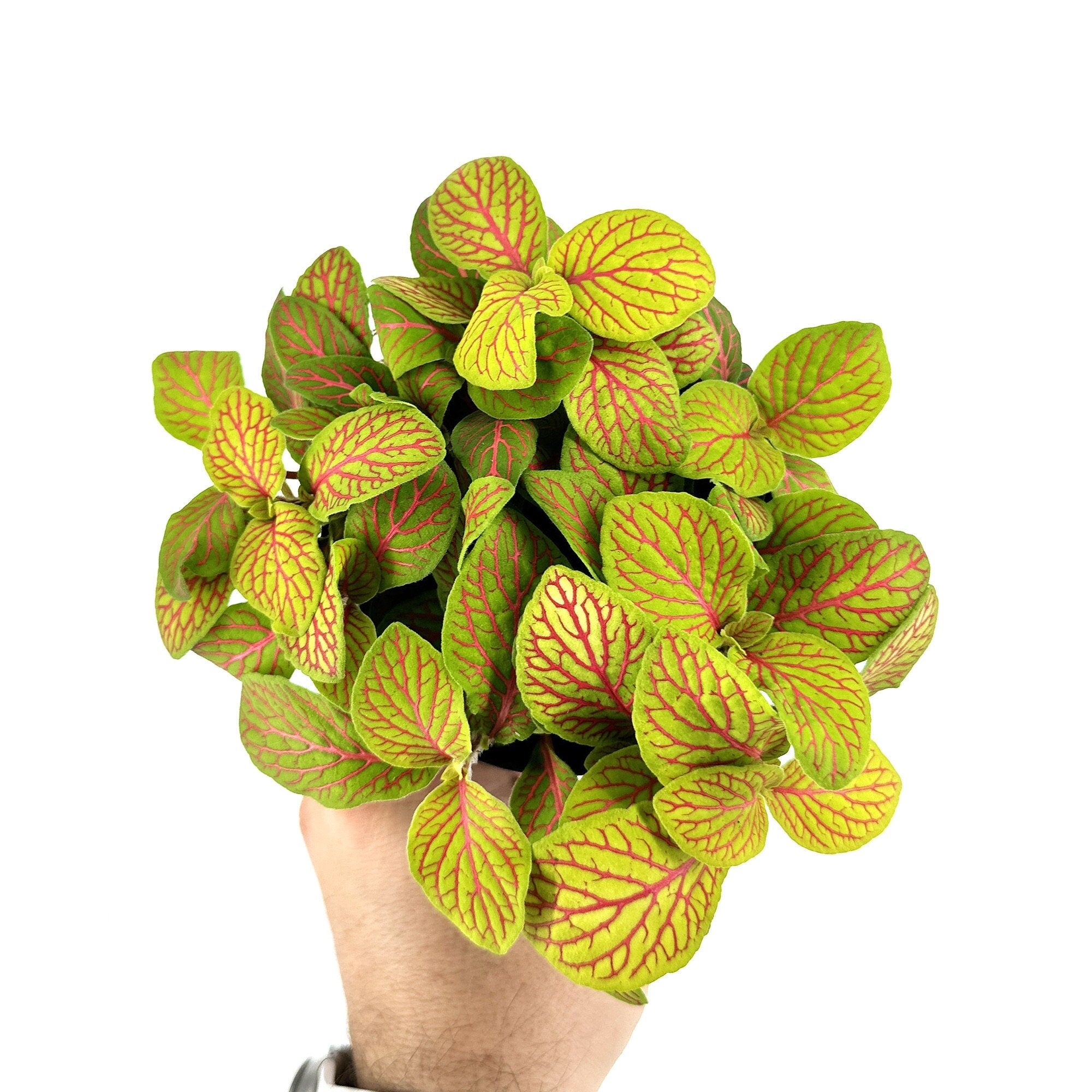 Fittonia albivenis 'Skeleton' Nerve Plant