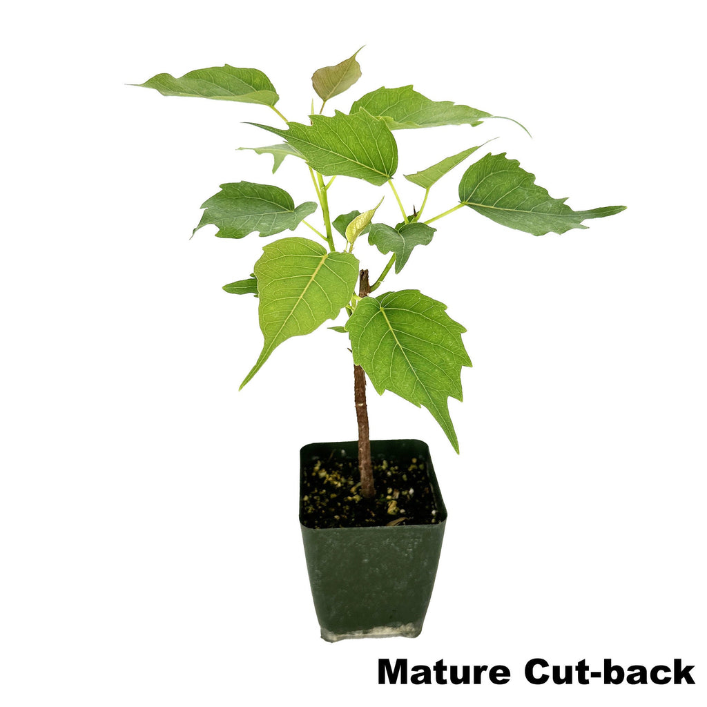 Ficus religiosa 'Bodhi Tree'