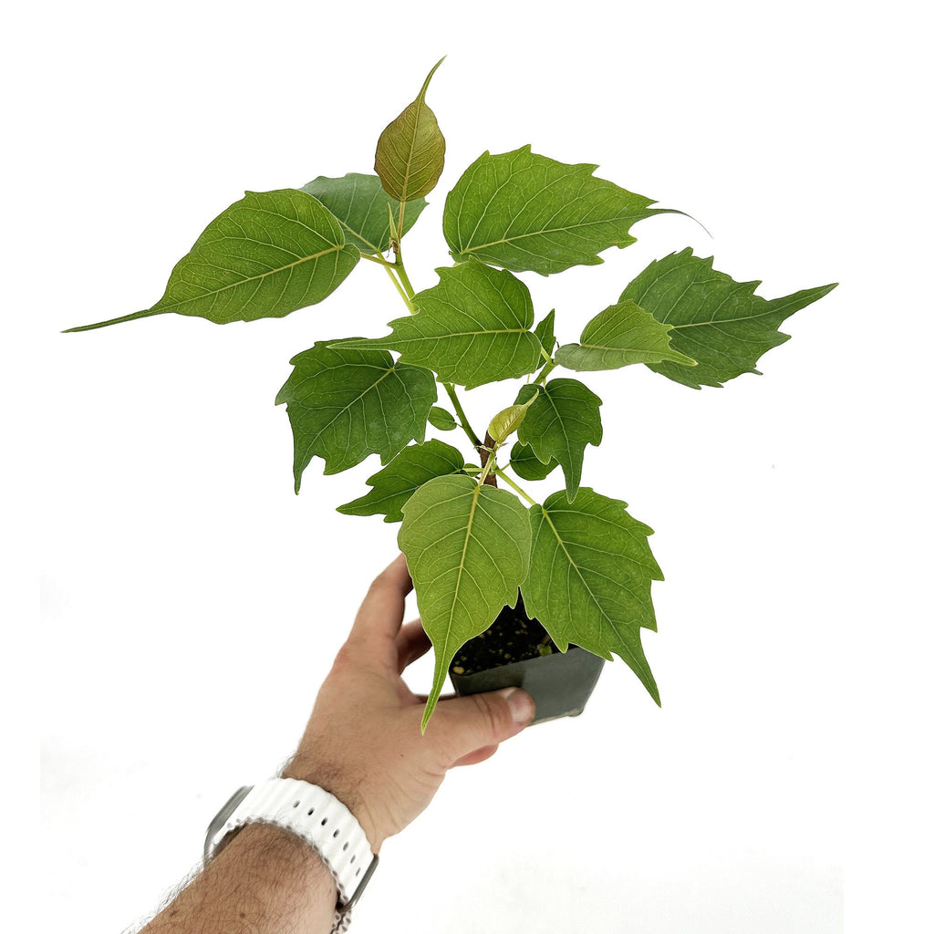 Ficus religiosa 'Bodhi Tree'
