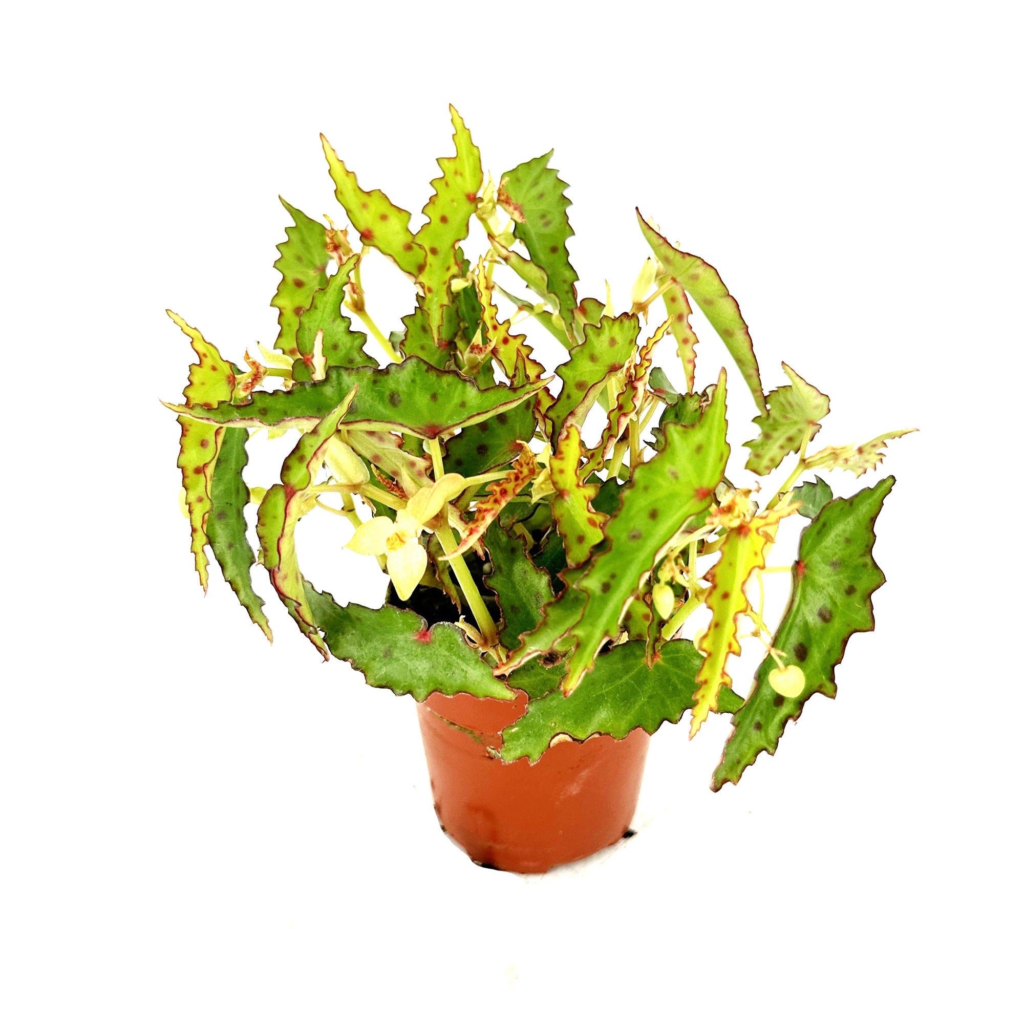 Begonia amphioxus