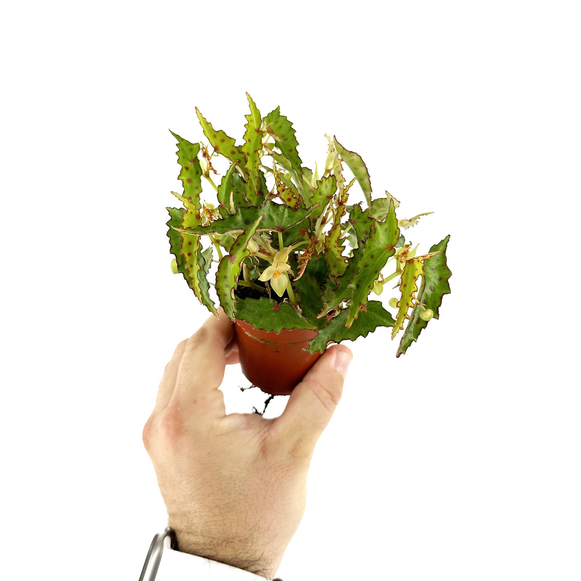 Begonia amphioxus