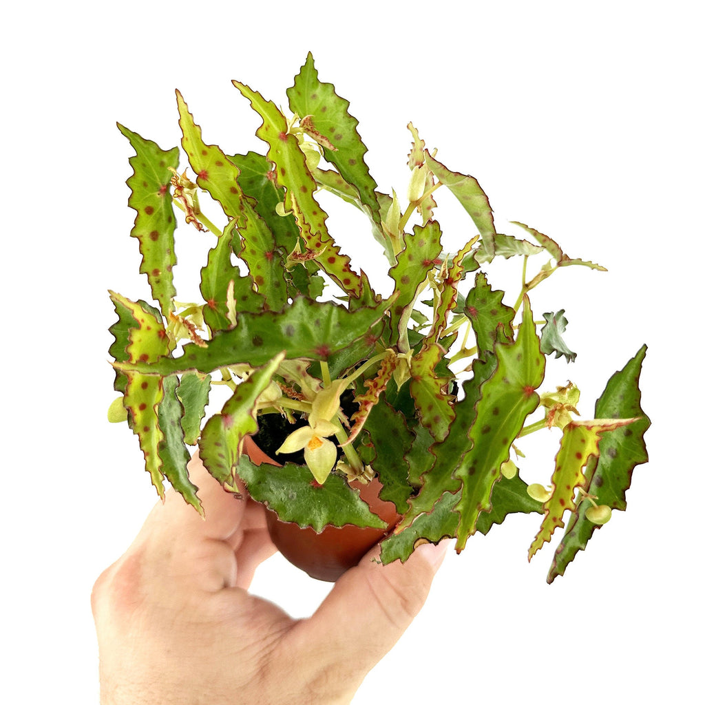 Begonia amphioxus