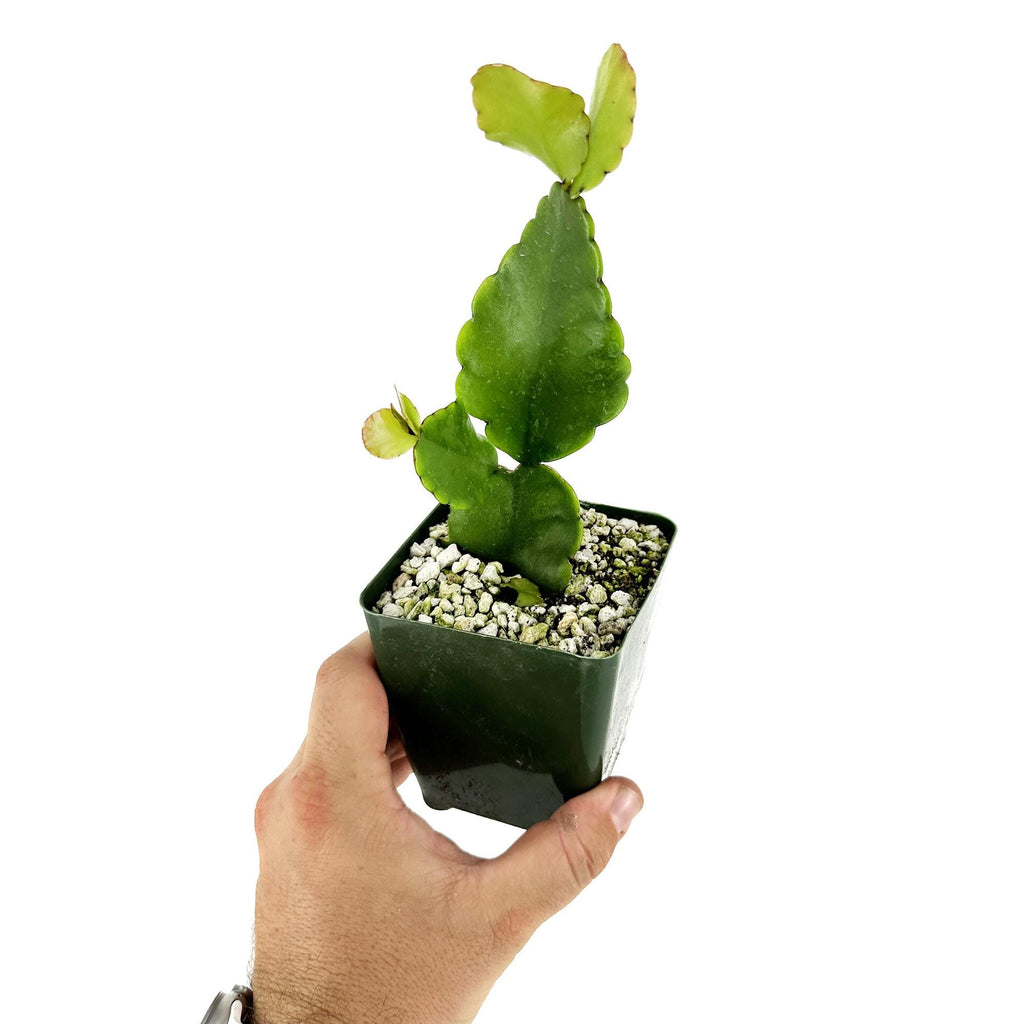 Rhipsalis pachyptera