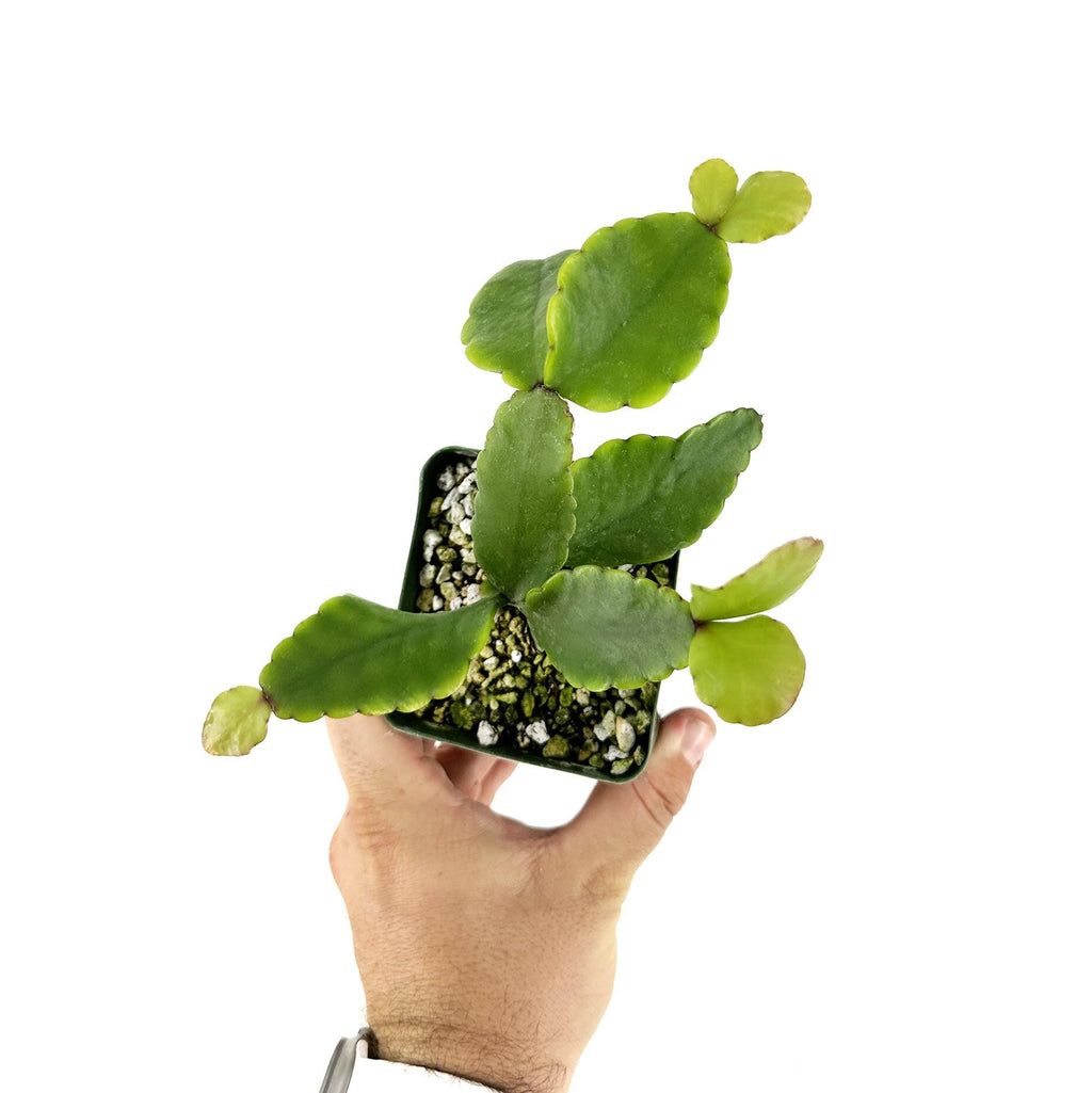 Rhipsalis pachyptera