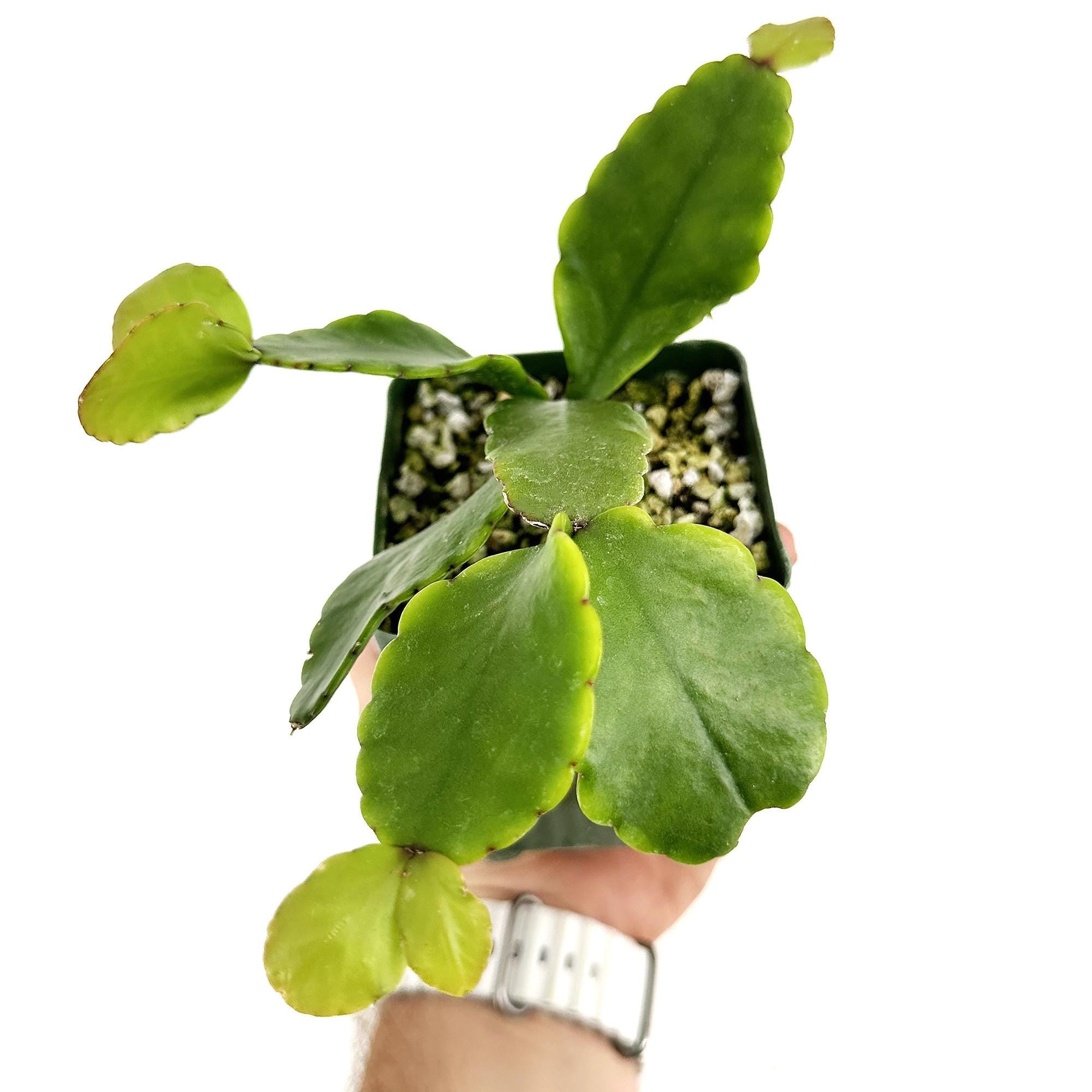 Rhipsalis pachyptera