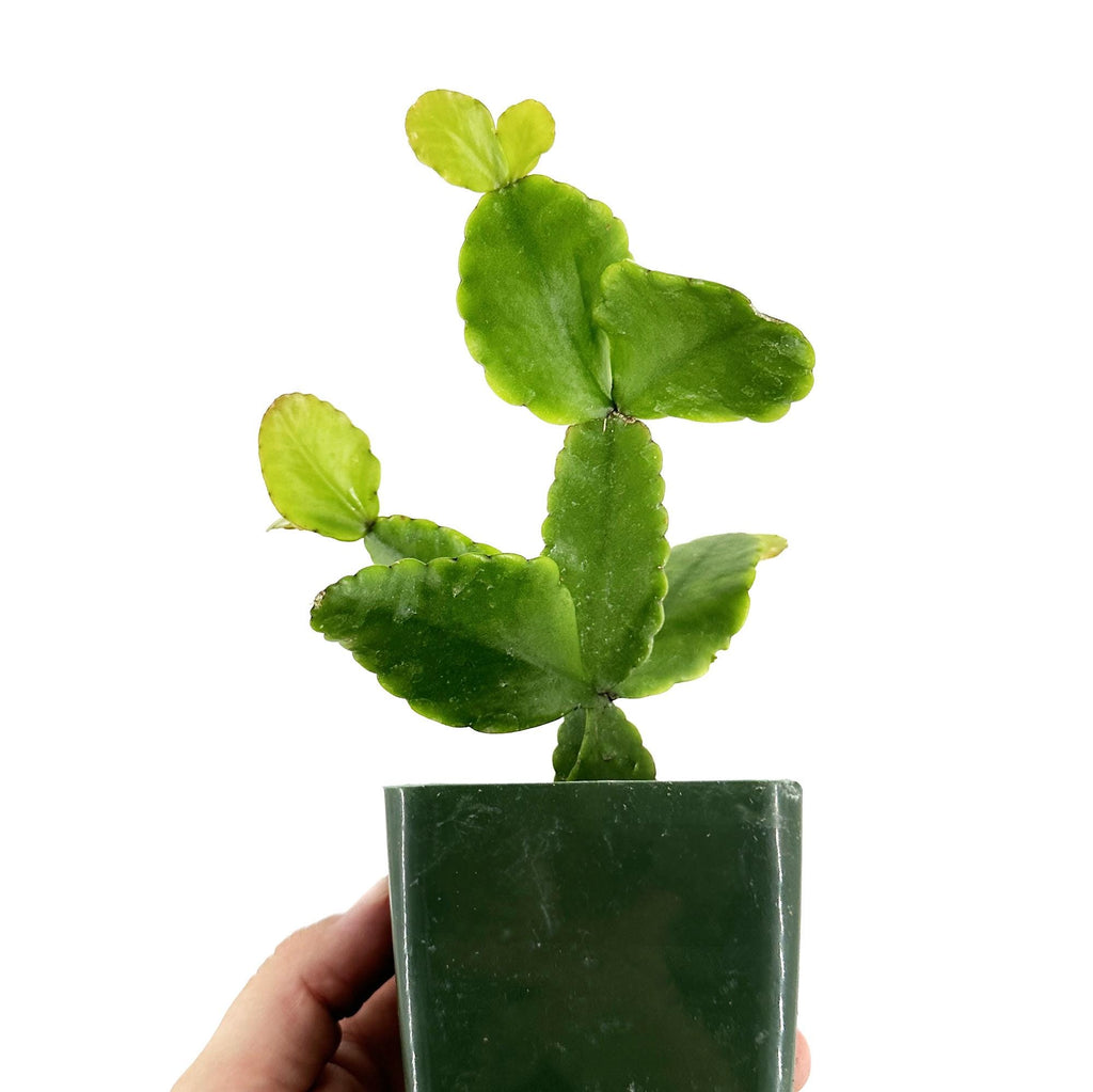 Rhipsalis pachyptera
