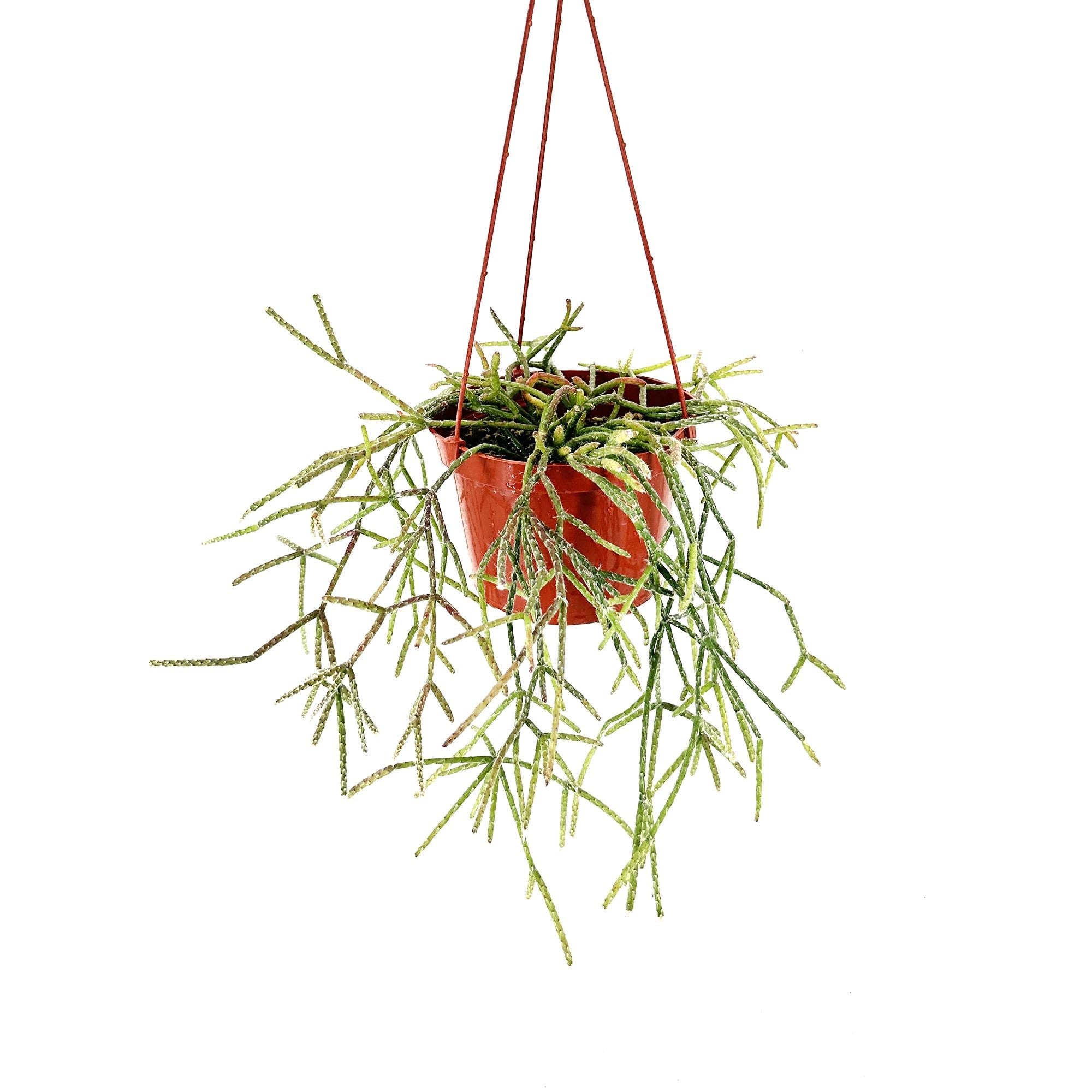 Rhipsalis pilocarpa 'Hairy Stem Mistletoe Cactus'