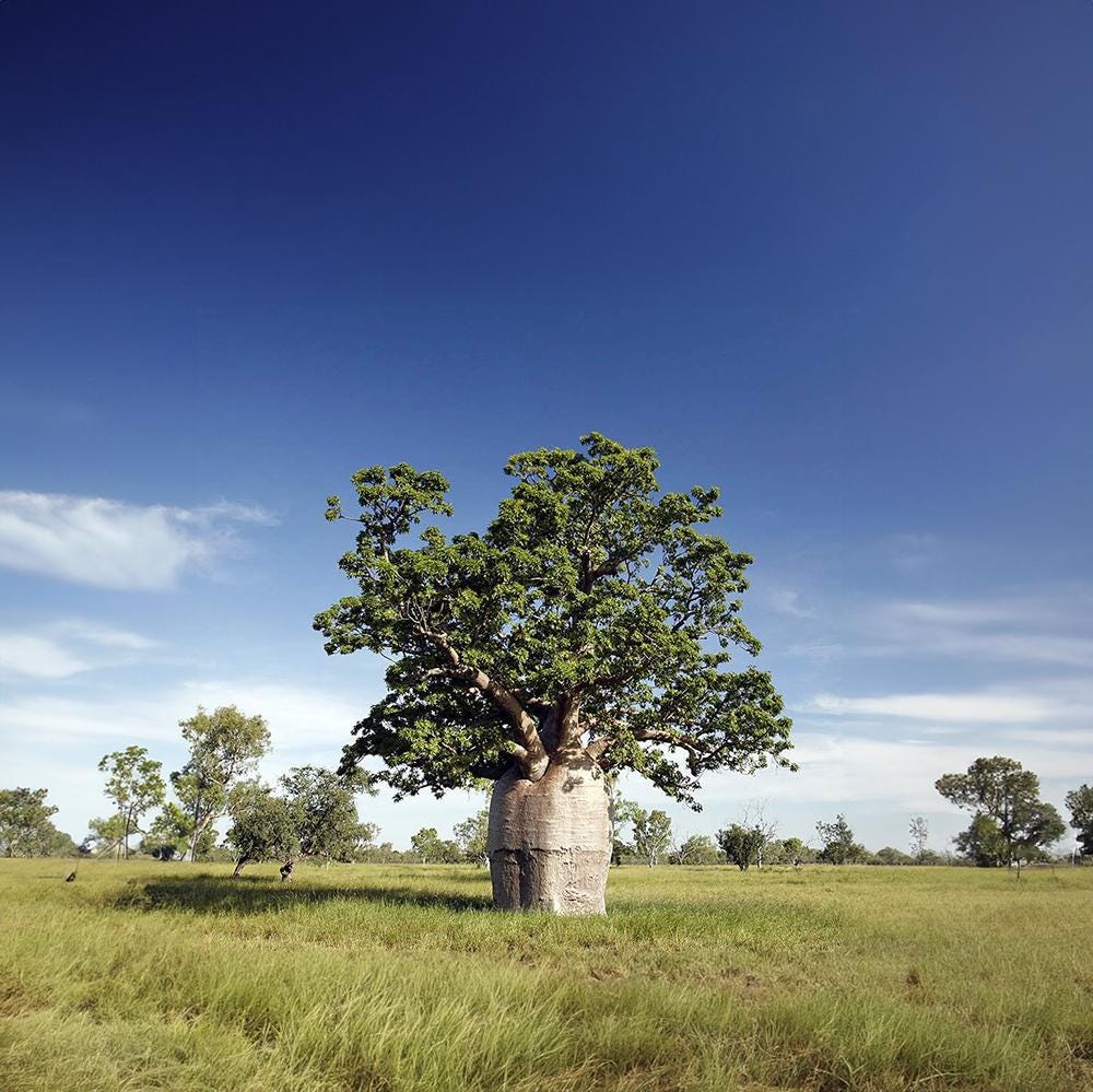 Adansonia gregorii 'Australian Baobab'