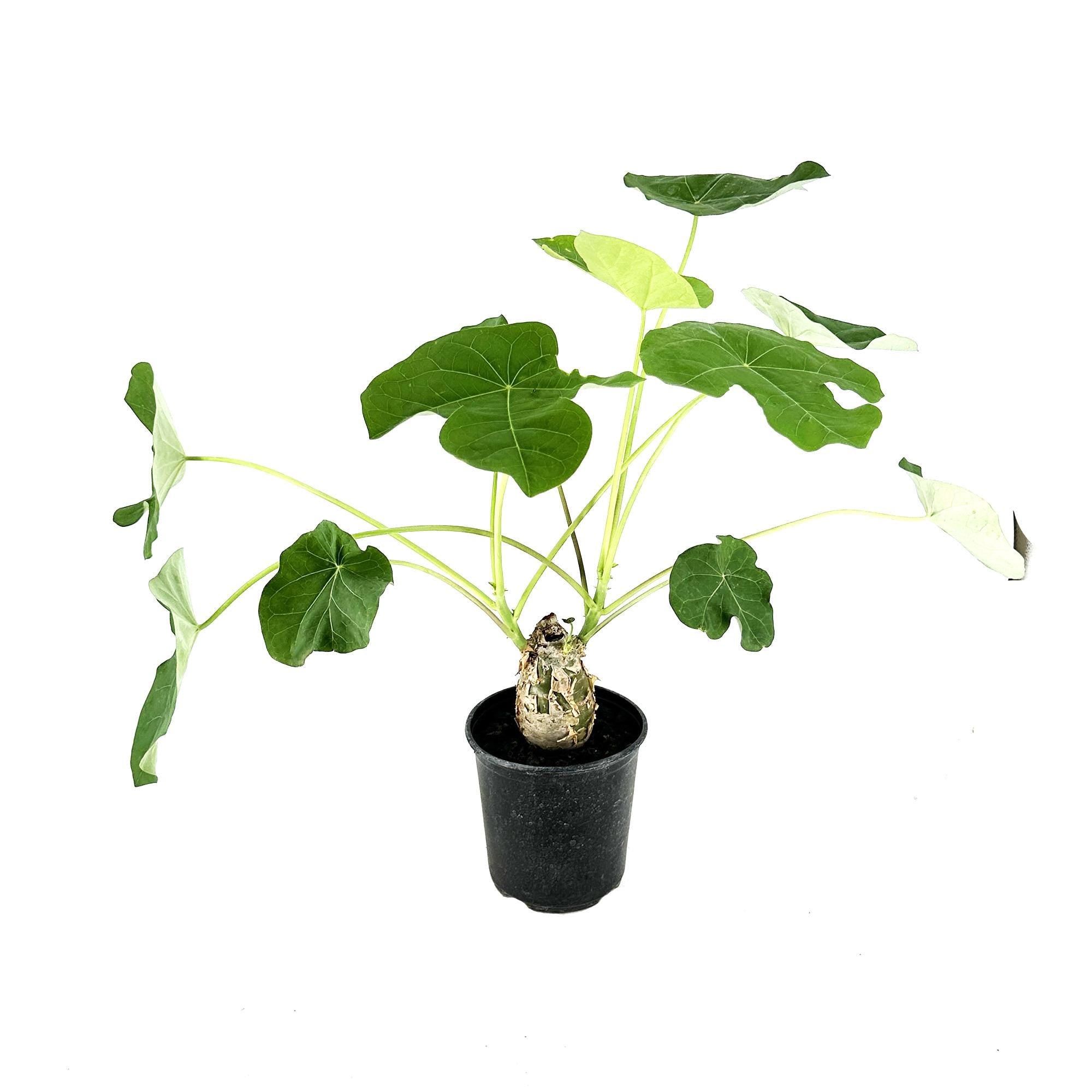 Jatropha podagrica 'Buddha Belly'