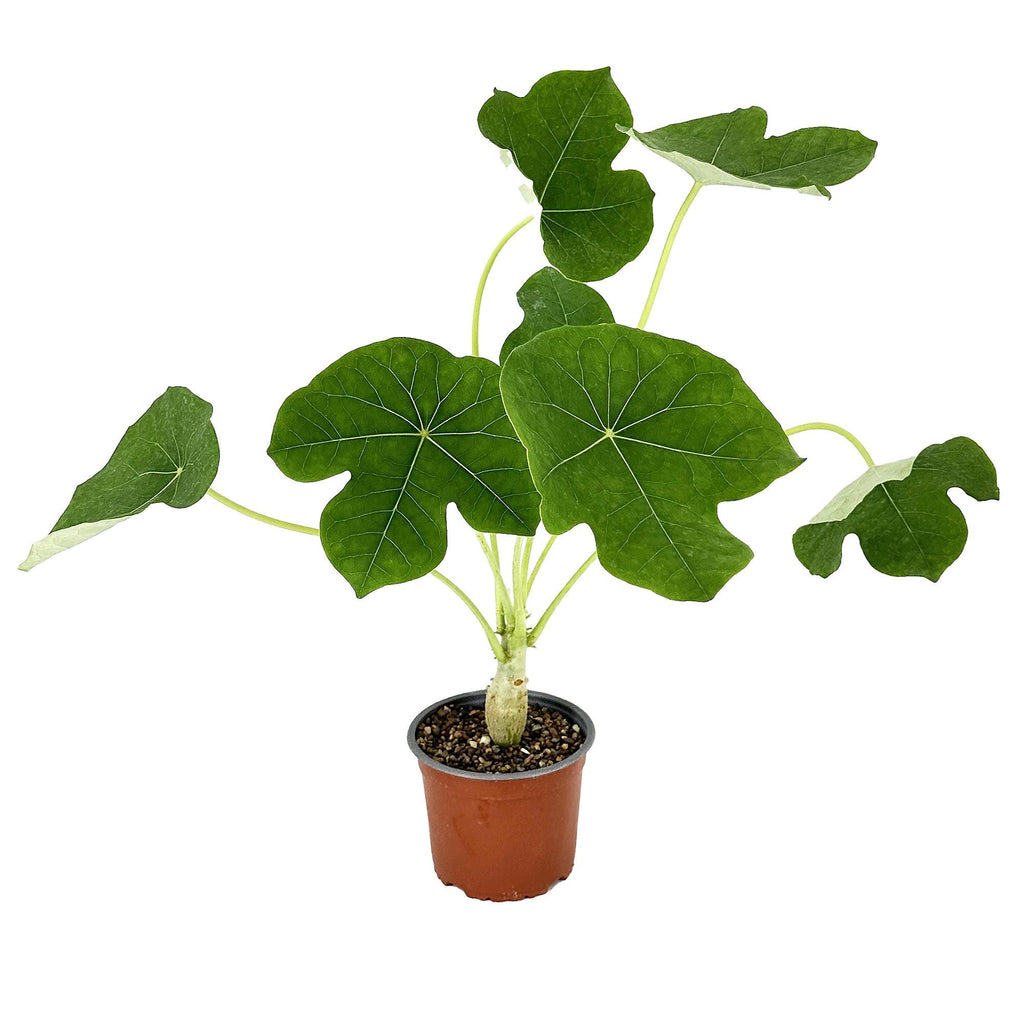 Jatropha podagrica 'Buddha Belly'