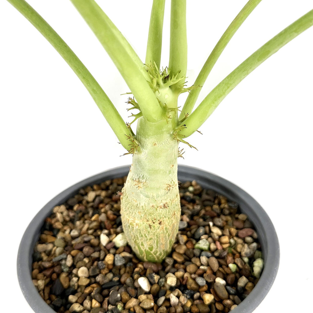 Jatropha podagrica 'Buddha Belly'