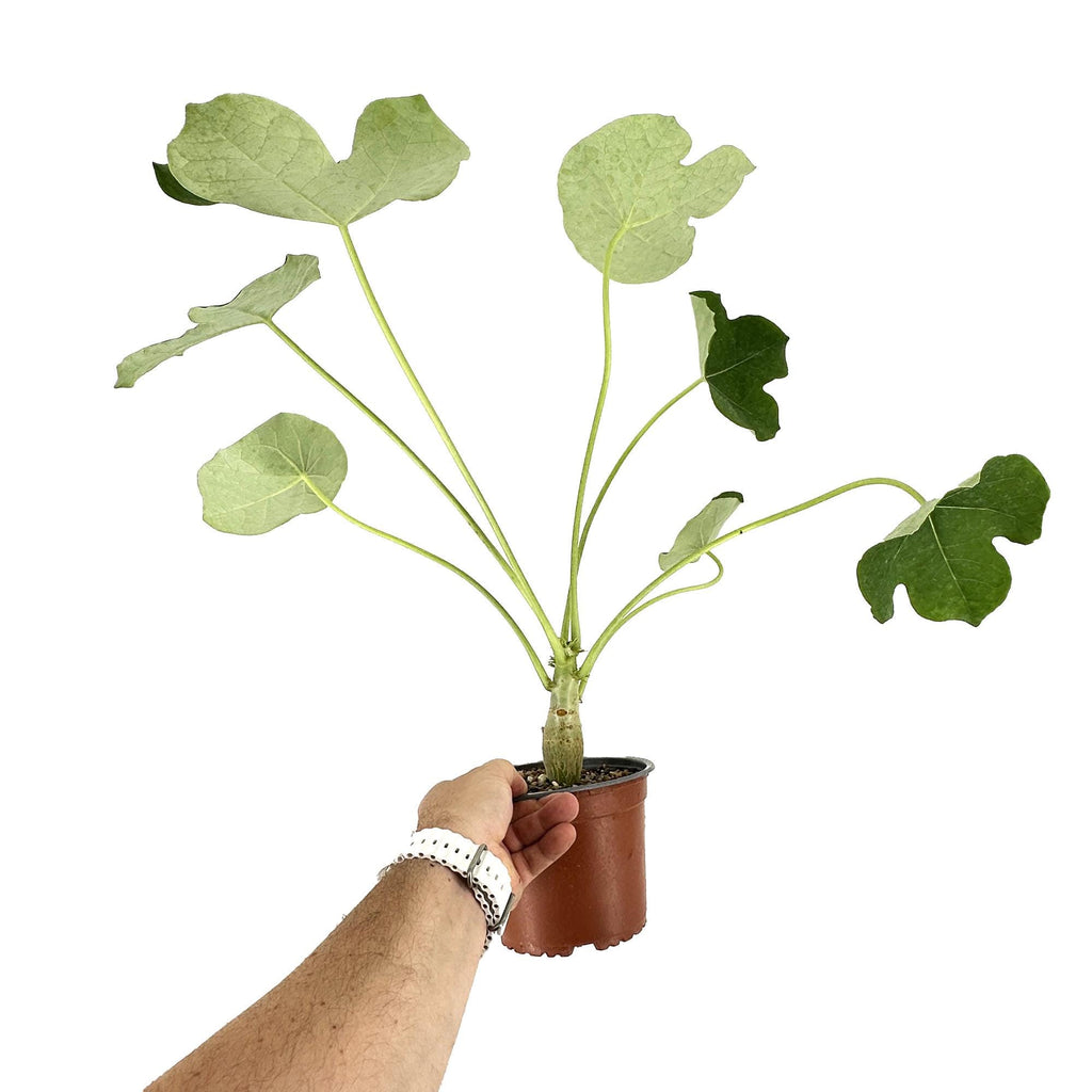 Jatropha podagrica 'Buddha Belly'