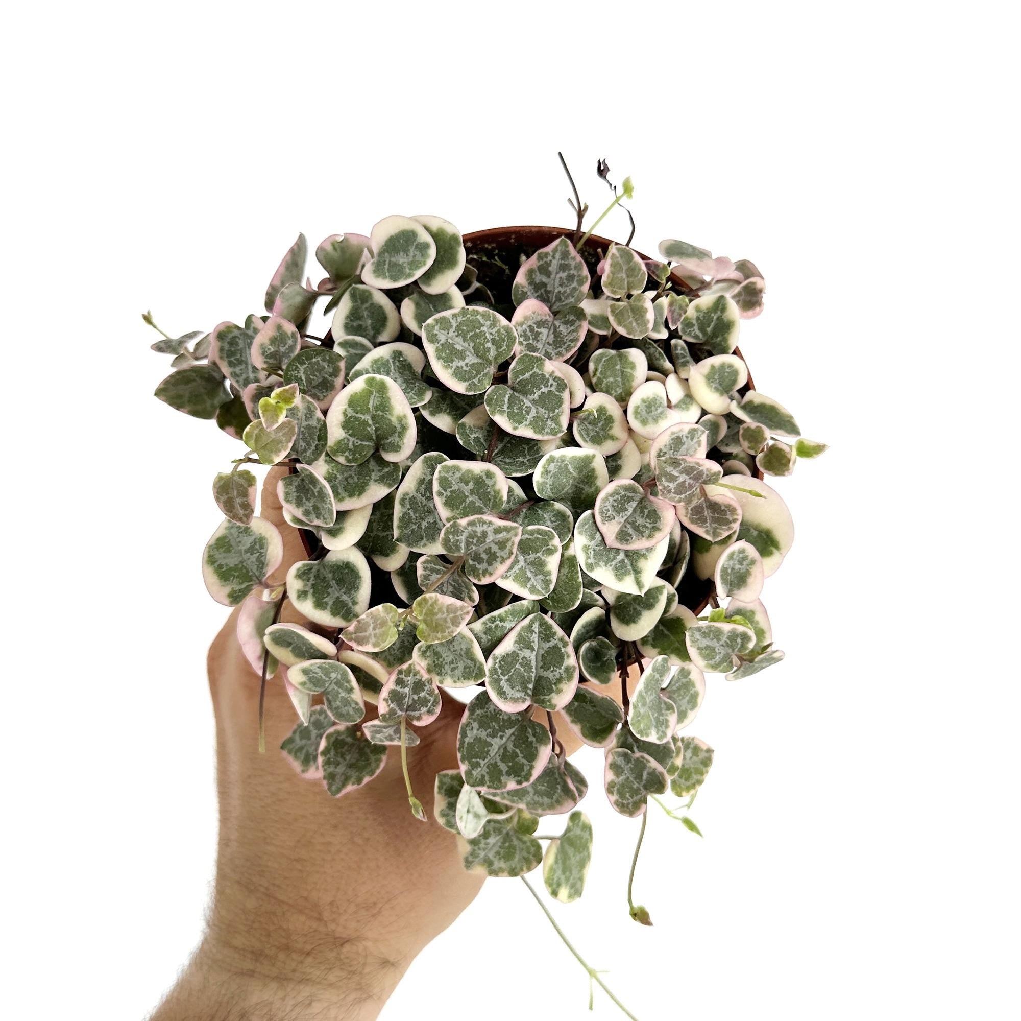 Ceropegia woodii ‘Variegata’