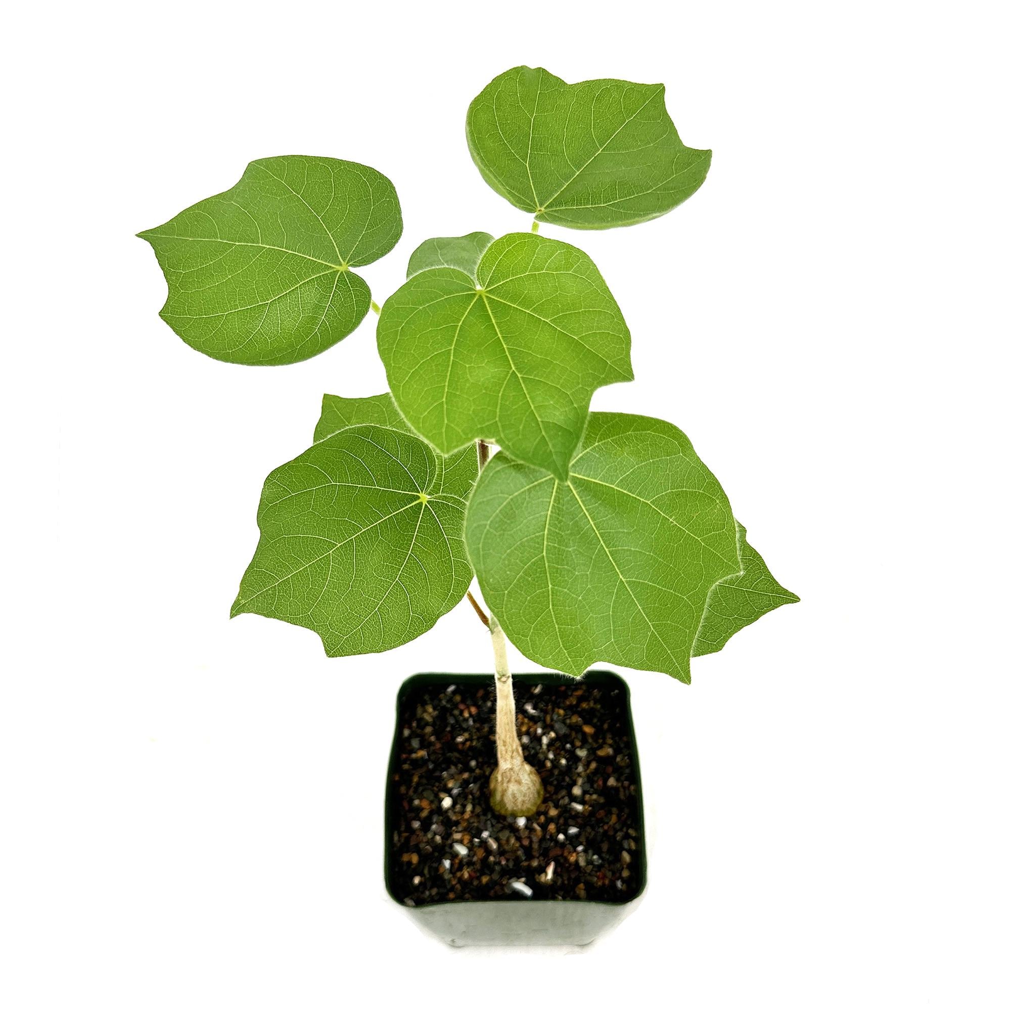 Sterculia rhynchocarpa