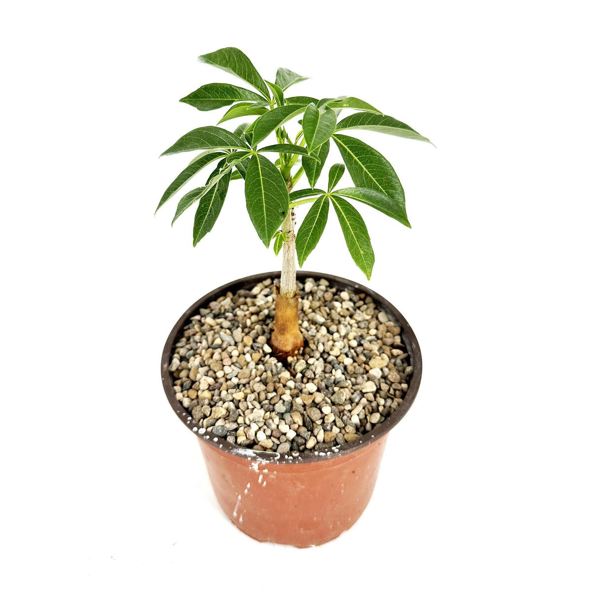Philodendron ruizii – SarahCotta Plants