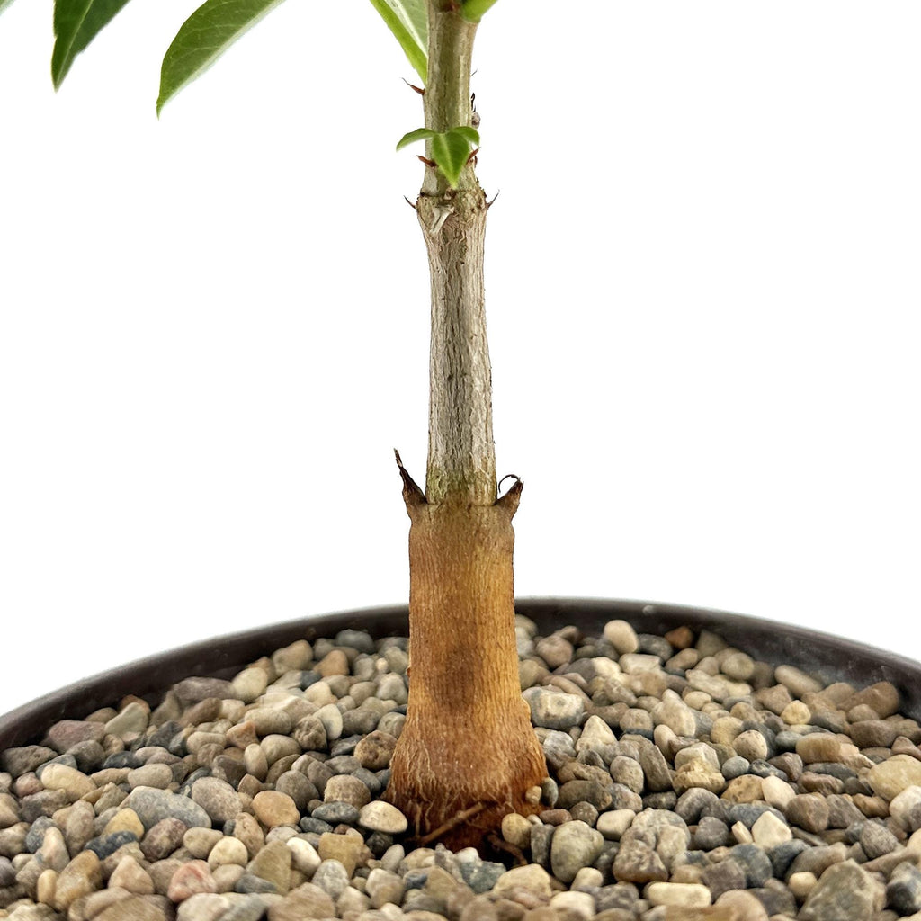 Adansonia gregorii 'Australian Baobab'