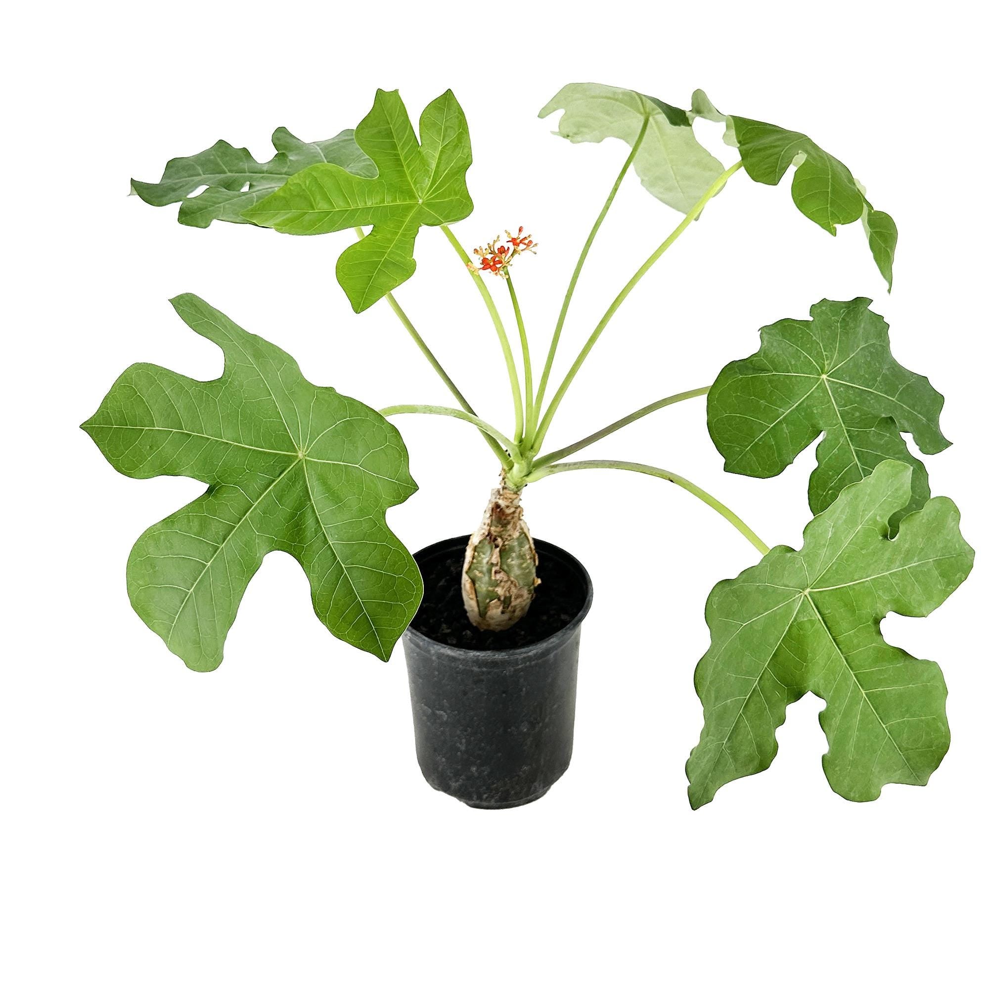 Jatropha podagrica 'Buddha Belly'