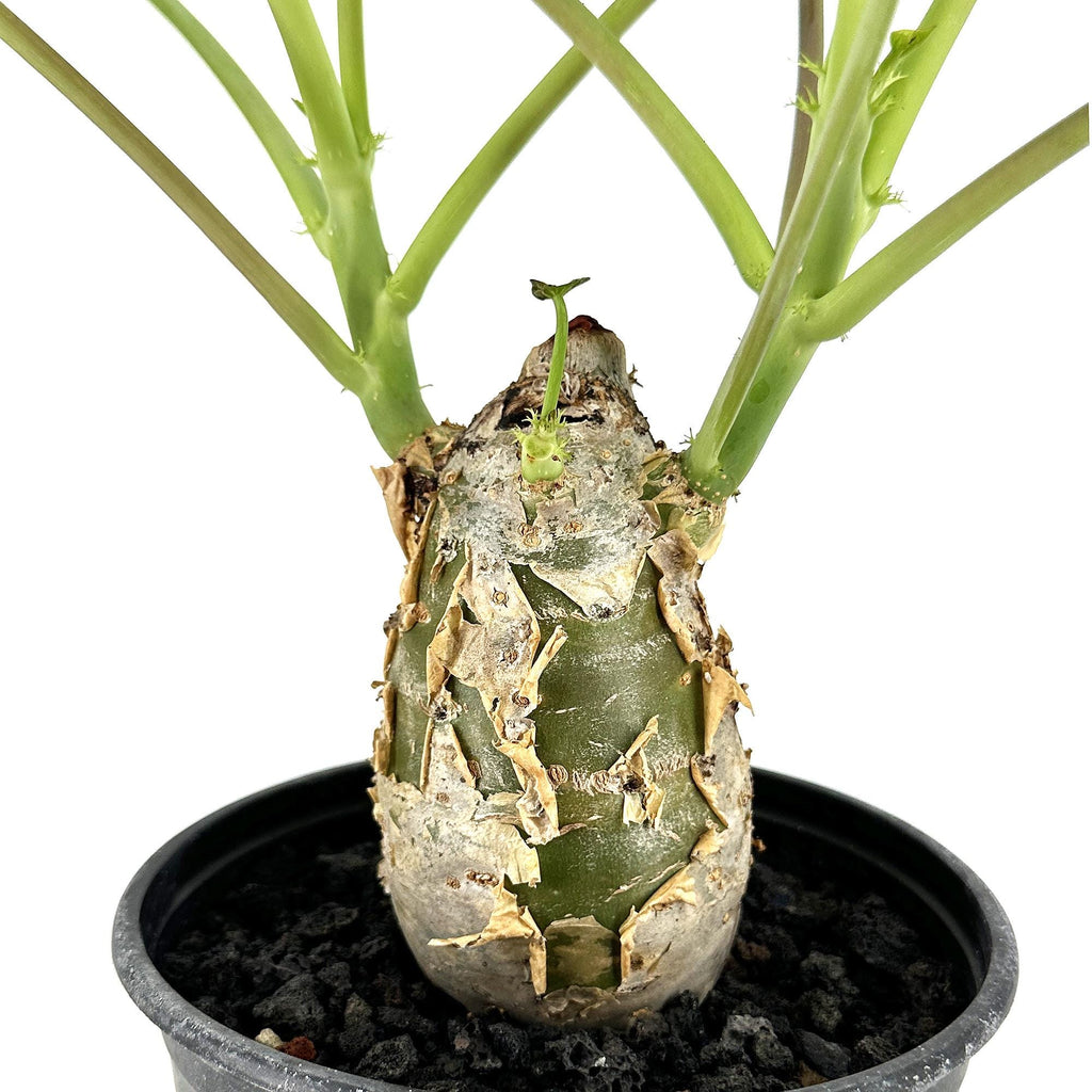 Jatropha podagrica 'Buddha Belly'