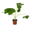 Jatropha podagrica 'Buddha Belly'