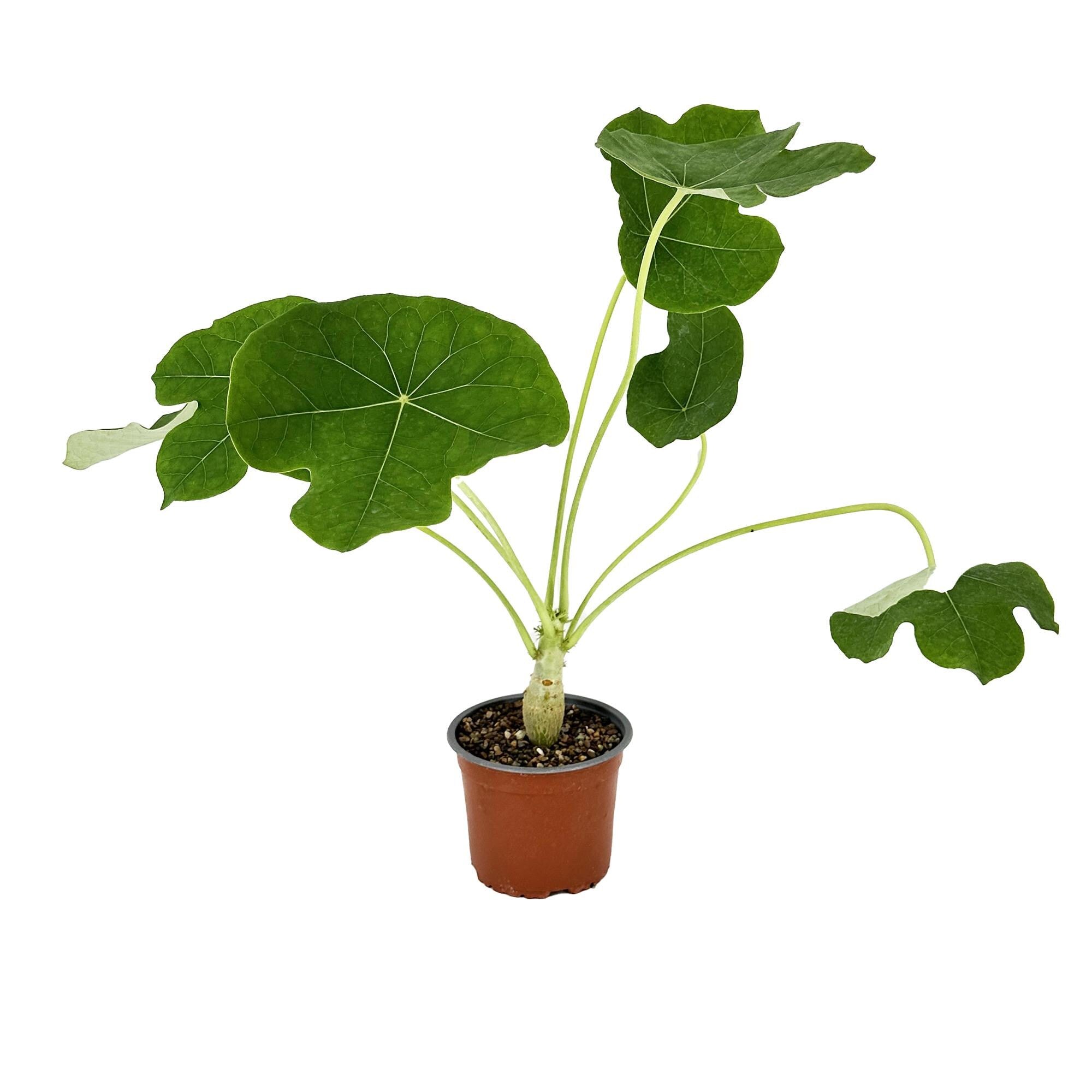 Jatropha podagrica 'Buddha Belly'