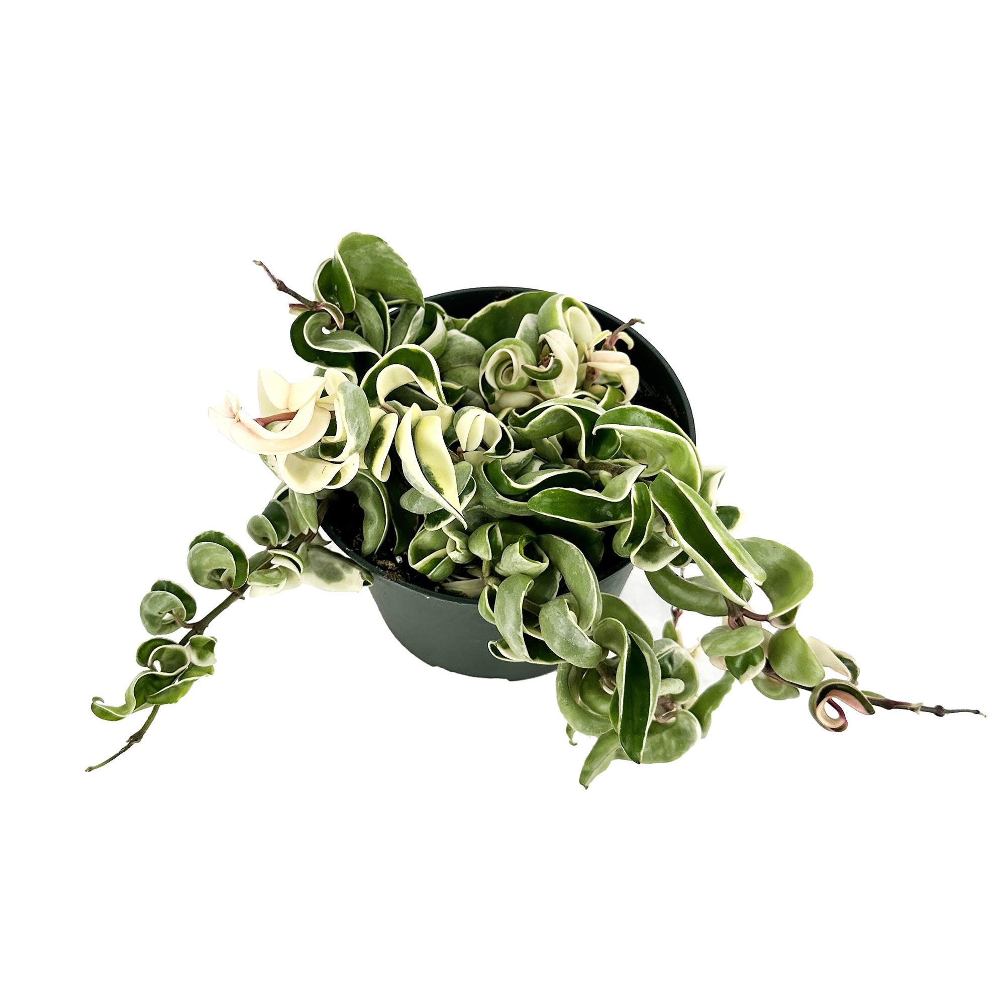 Hoya carnosa compacta variegata 'Variegated Hindu Rope'