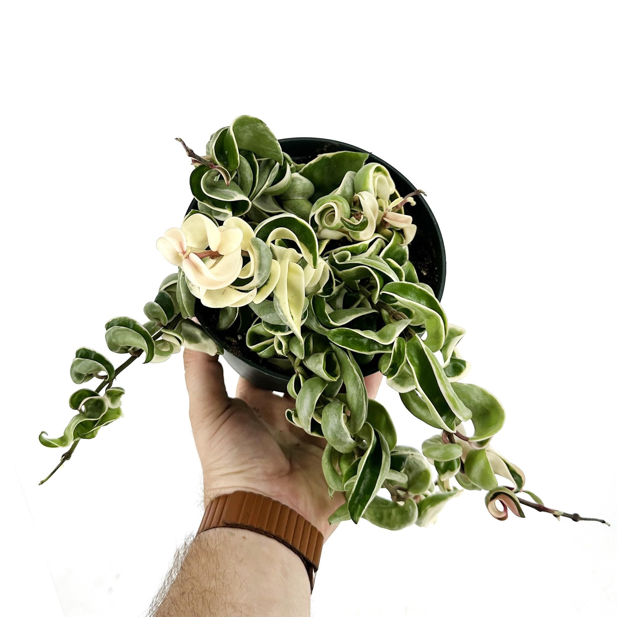 Hoya carnosa compacta variegata 'Variegated Hindu Rope'
