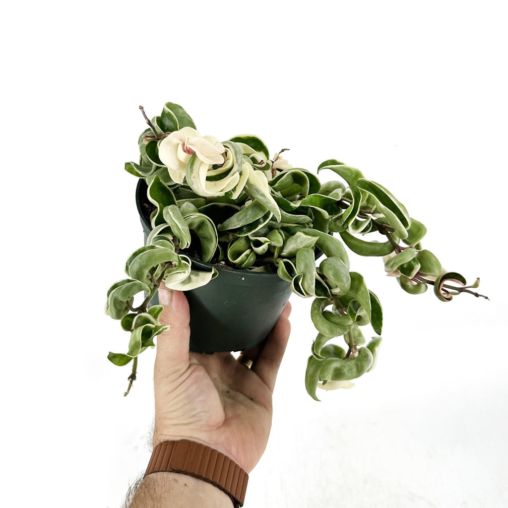 Hoya carnosa compacta variegata 'Variegated Hindu Rope'