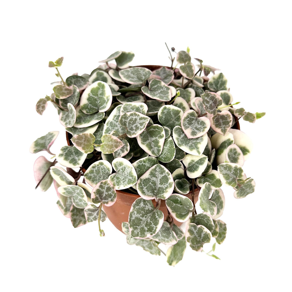 Ceropegia woodii ‘Variegata’