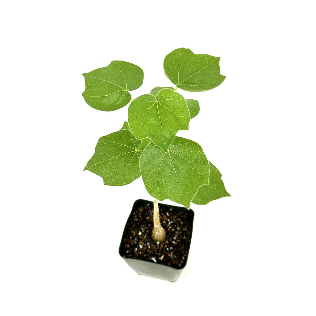 Sterculia rhynchocarpa