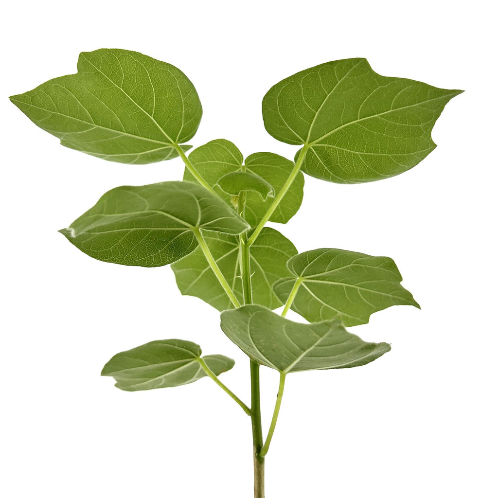 Sterculia rhynchocarpa
