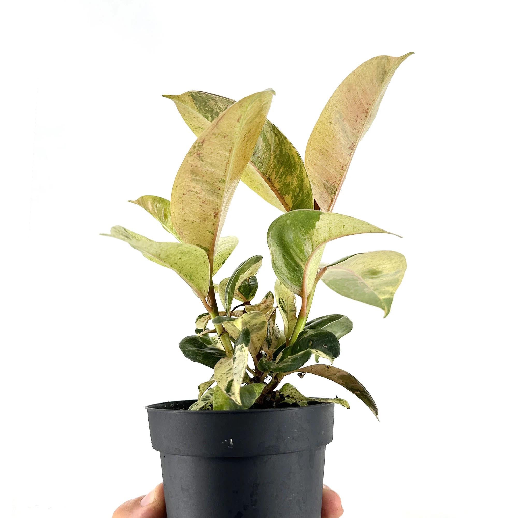 Ficus shivereana Moonshine