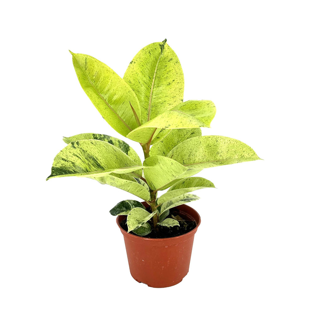 Ficus shivereana Moonshine
