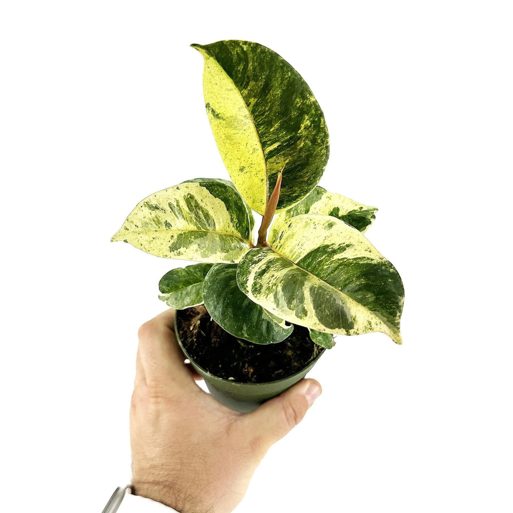 Ficus shivereana Moonshine