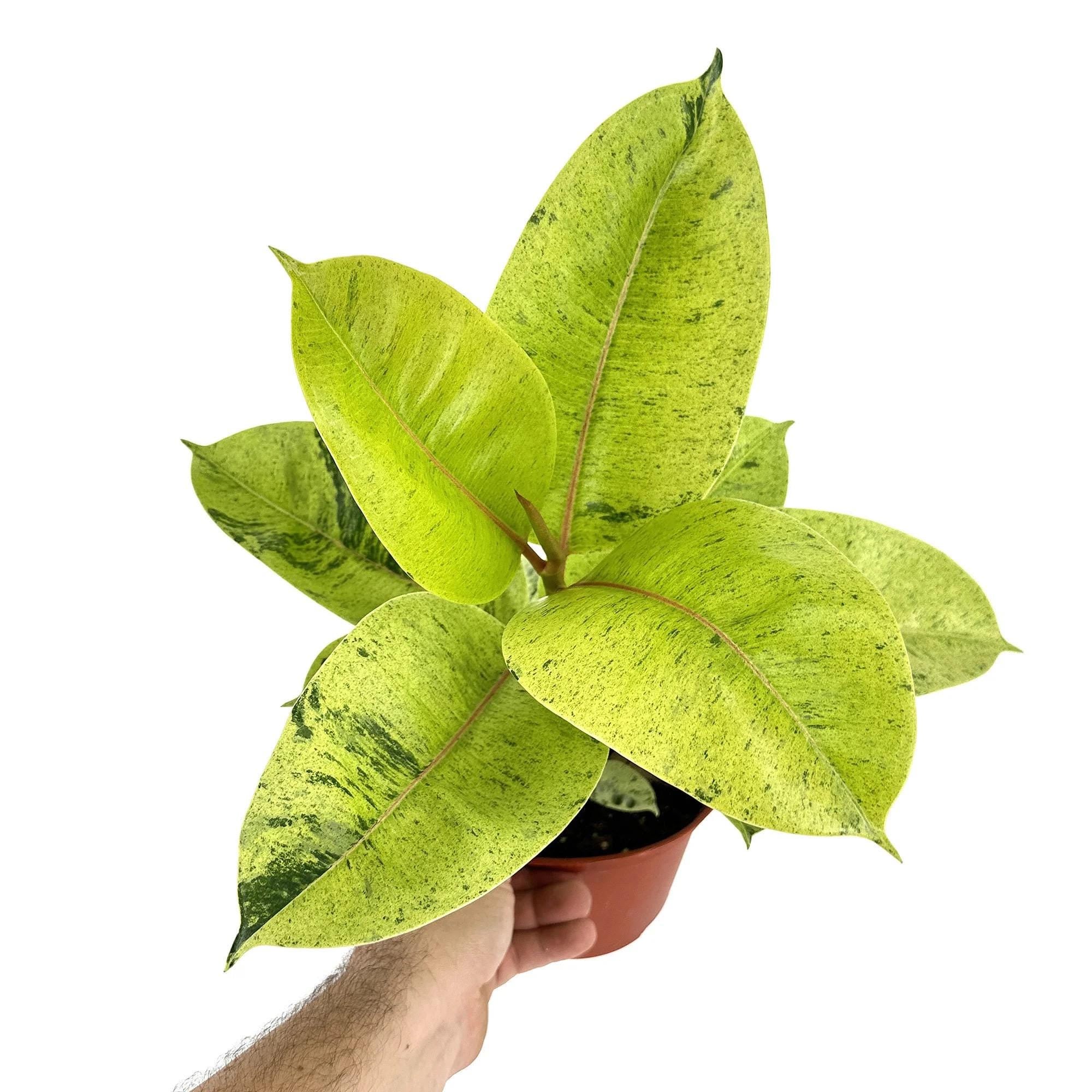 Ficus shivereana Moonshine