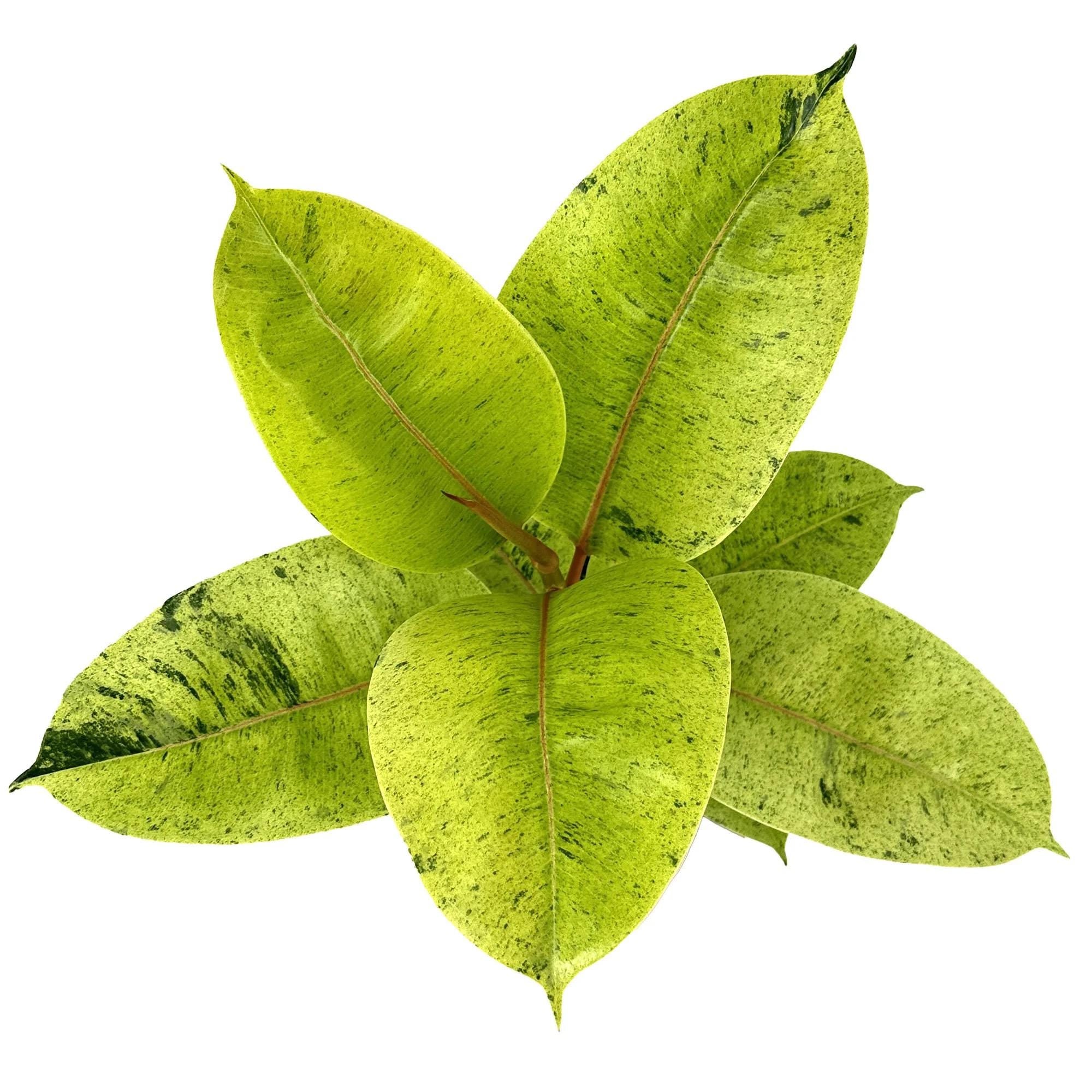 Ficus shivereana Moonshine