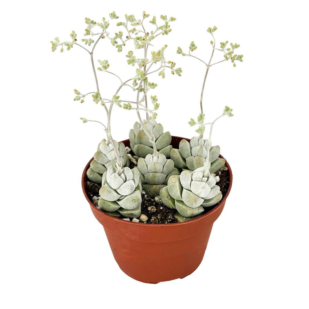 Crassula deceptor