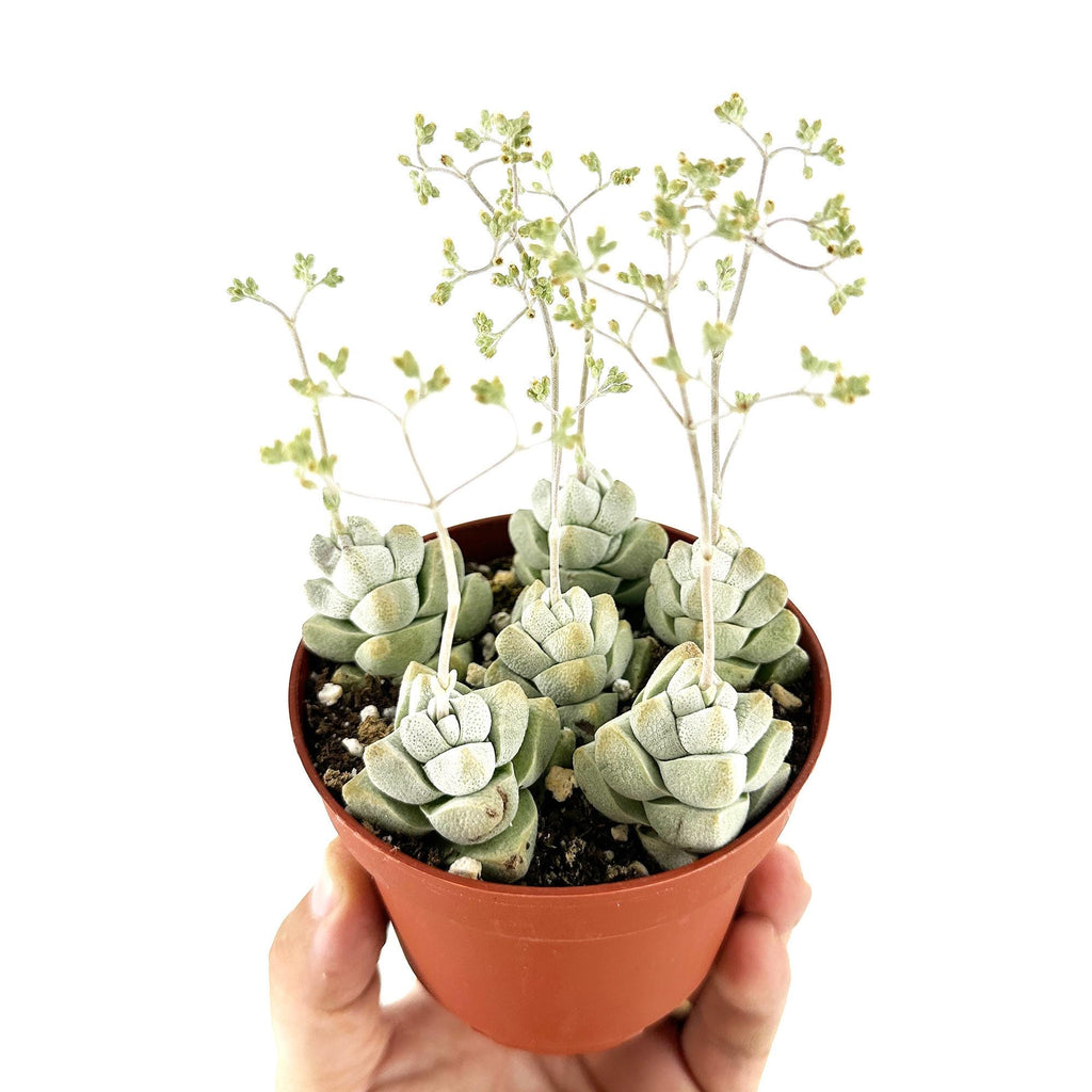 Crassula deceptor